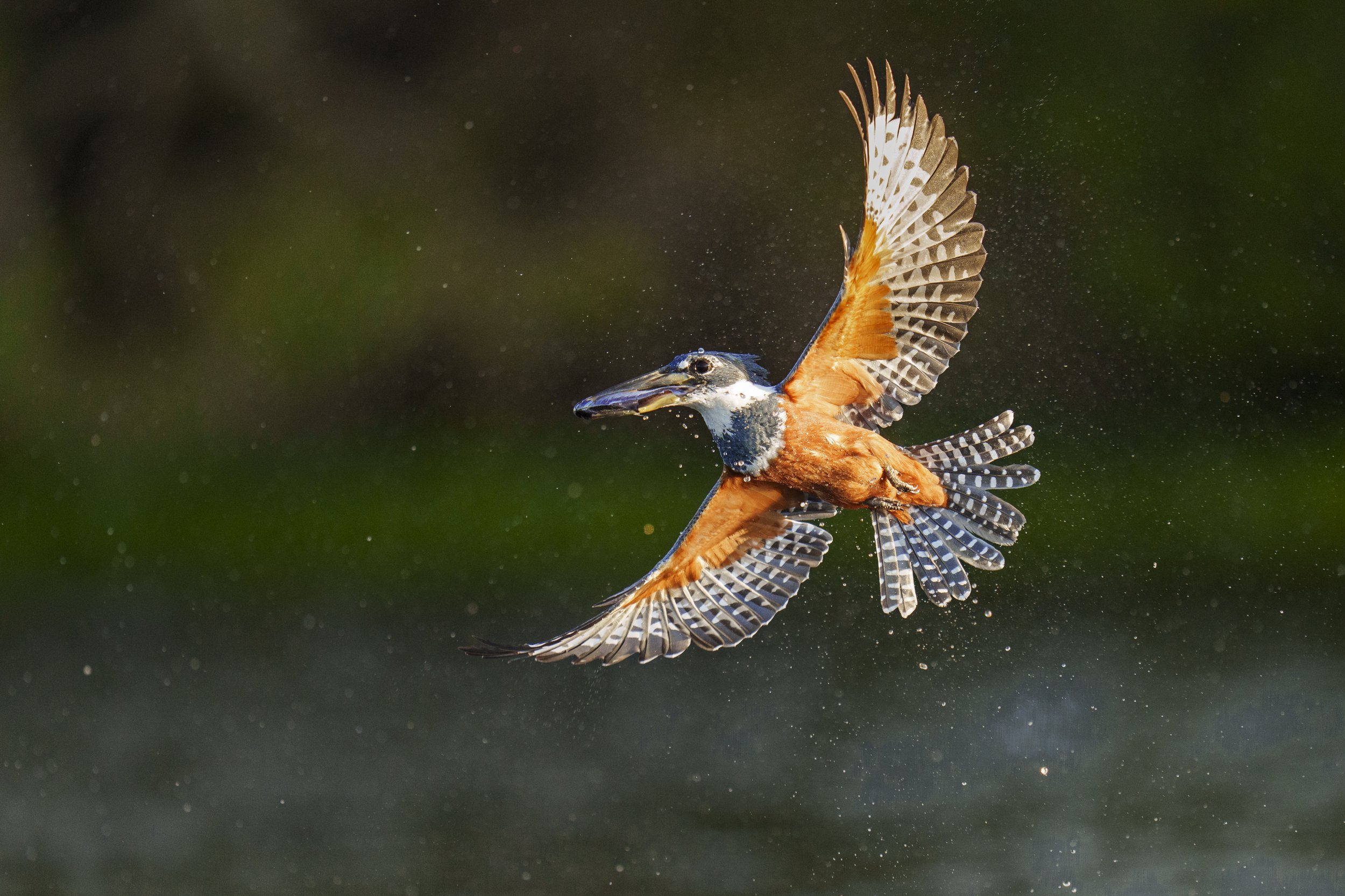 Kingfisher in Brazil-11380.jpg