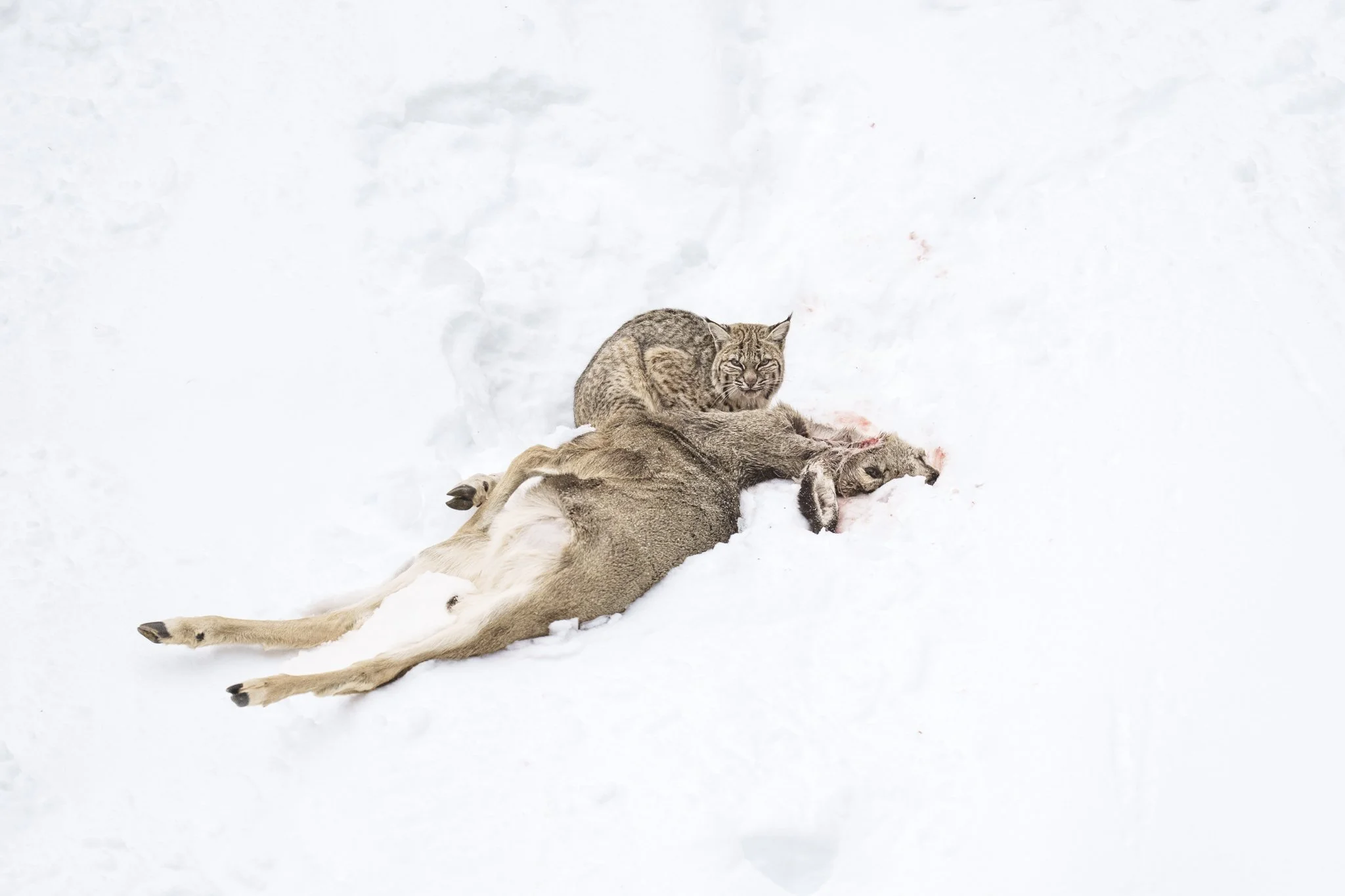 Bobcat on the Mule Deer-5565.jpg