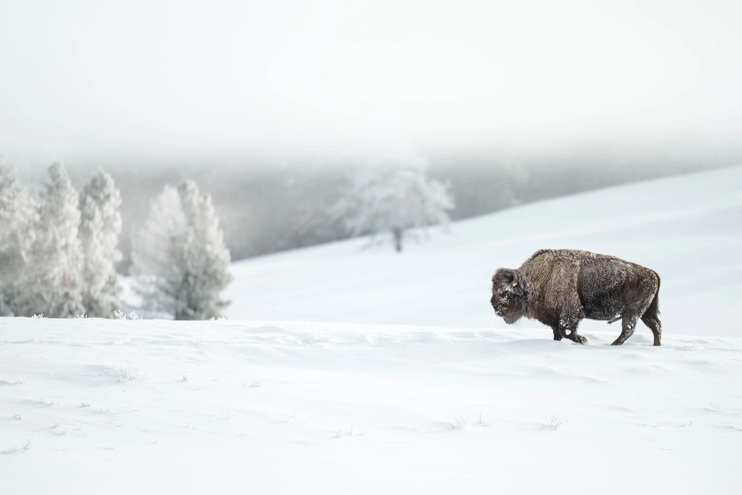 Bison Built for Winter's Blast.jpg