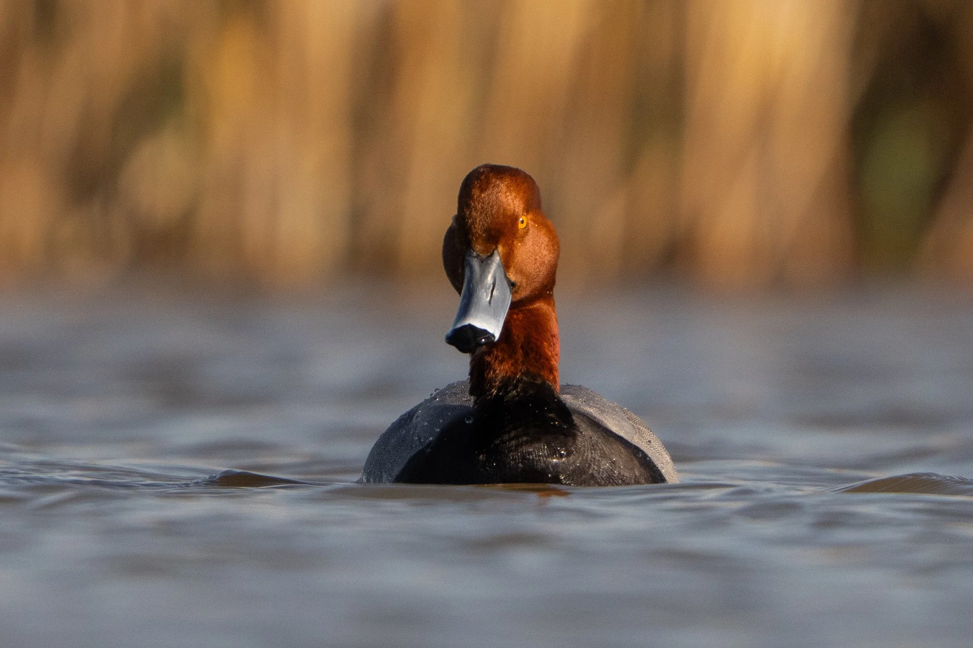 Redhead Duck -3733.jpg