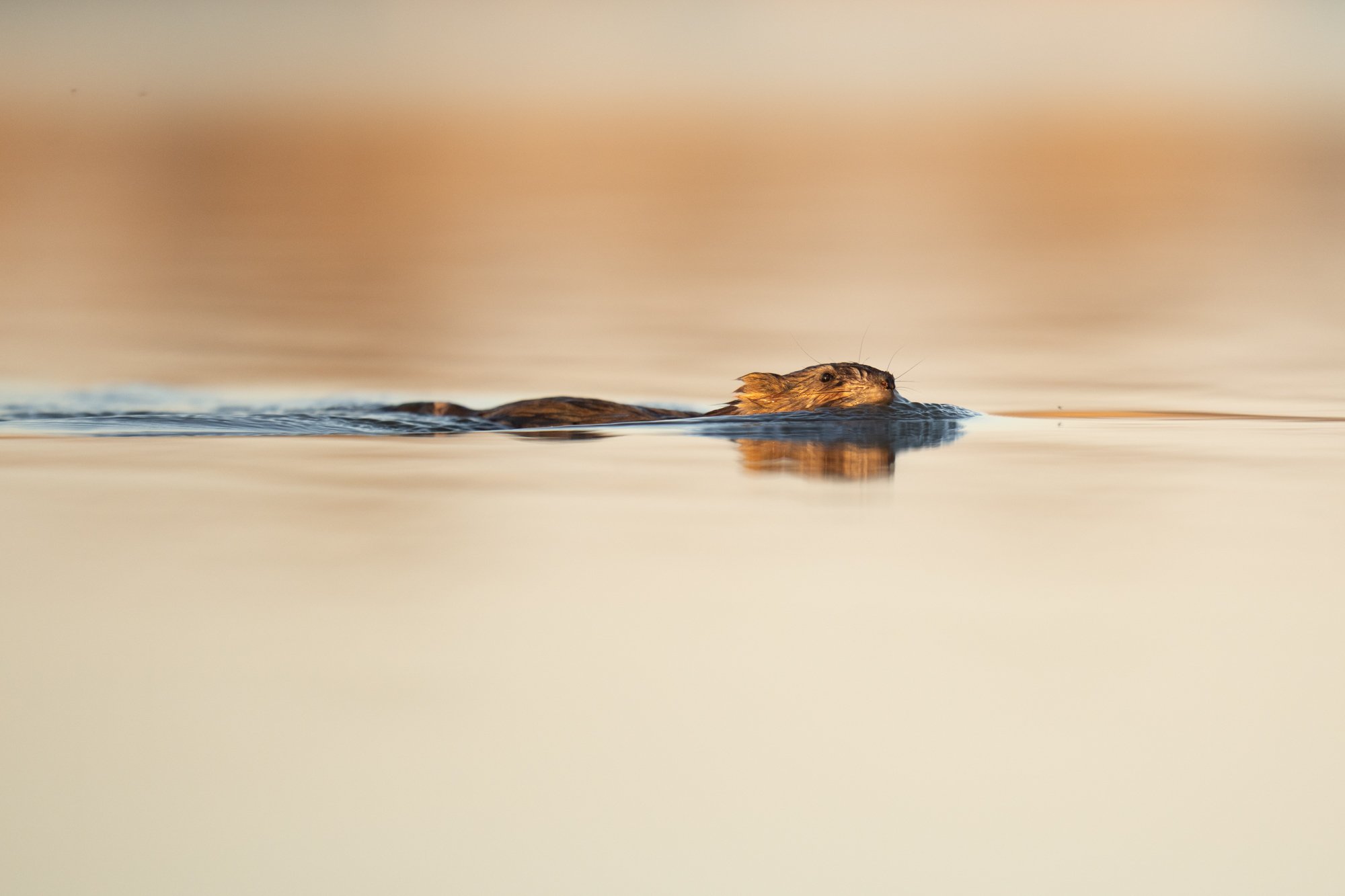 Muskrat in the Prairie Potholes-7822.jpg