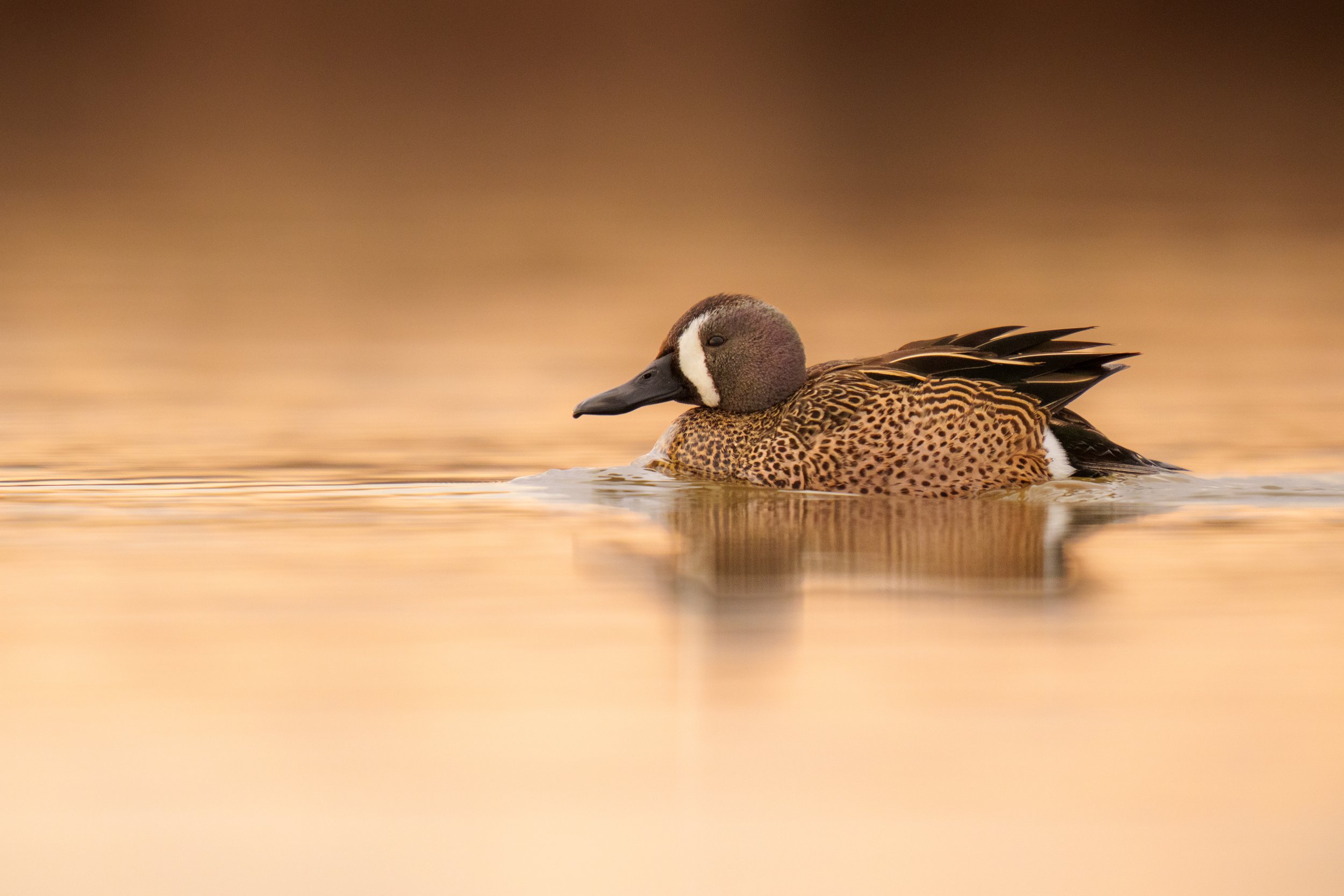 Prairie Potholes-02869.jpg