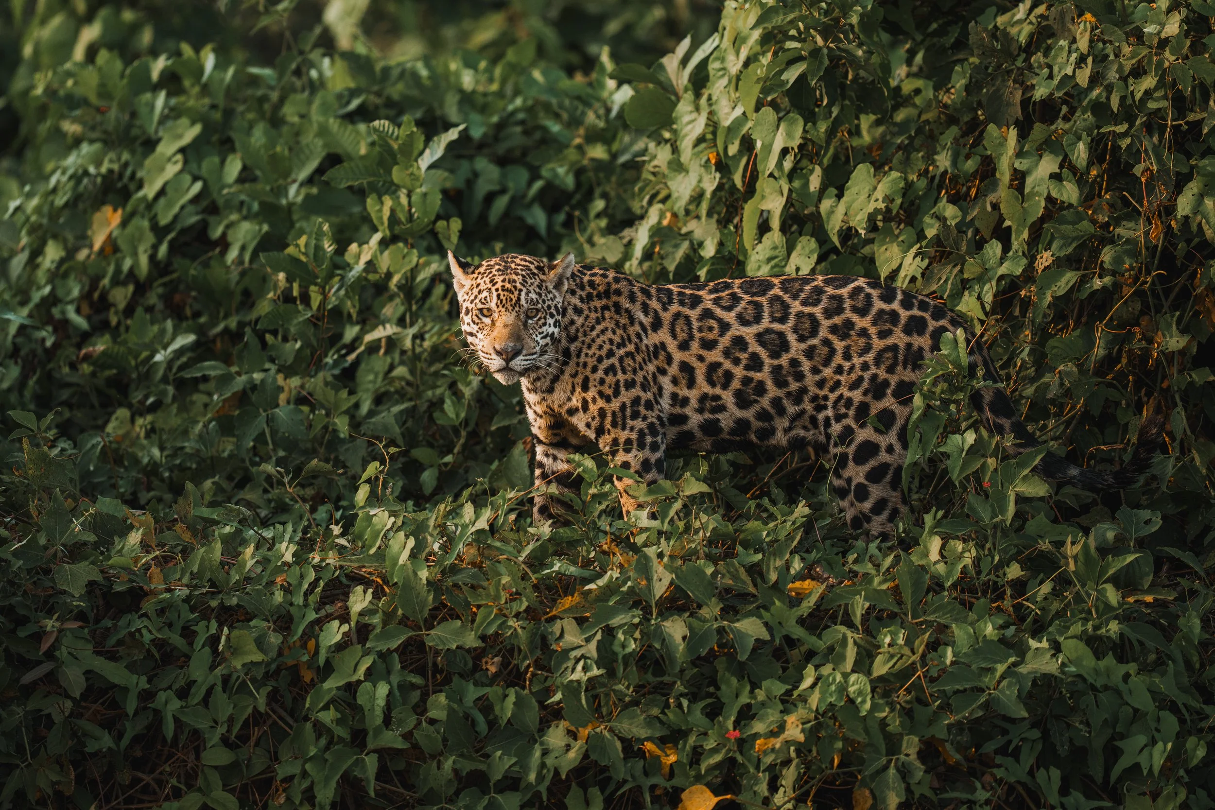 A jaguar walking through dense green foliage in a natural habitat.
