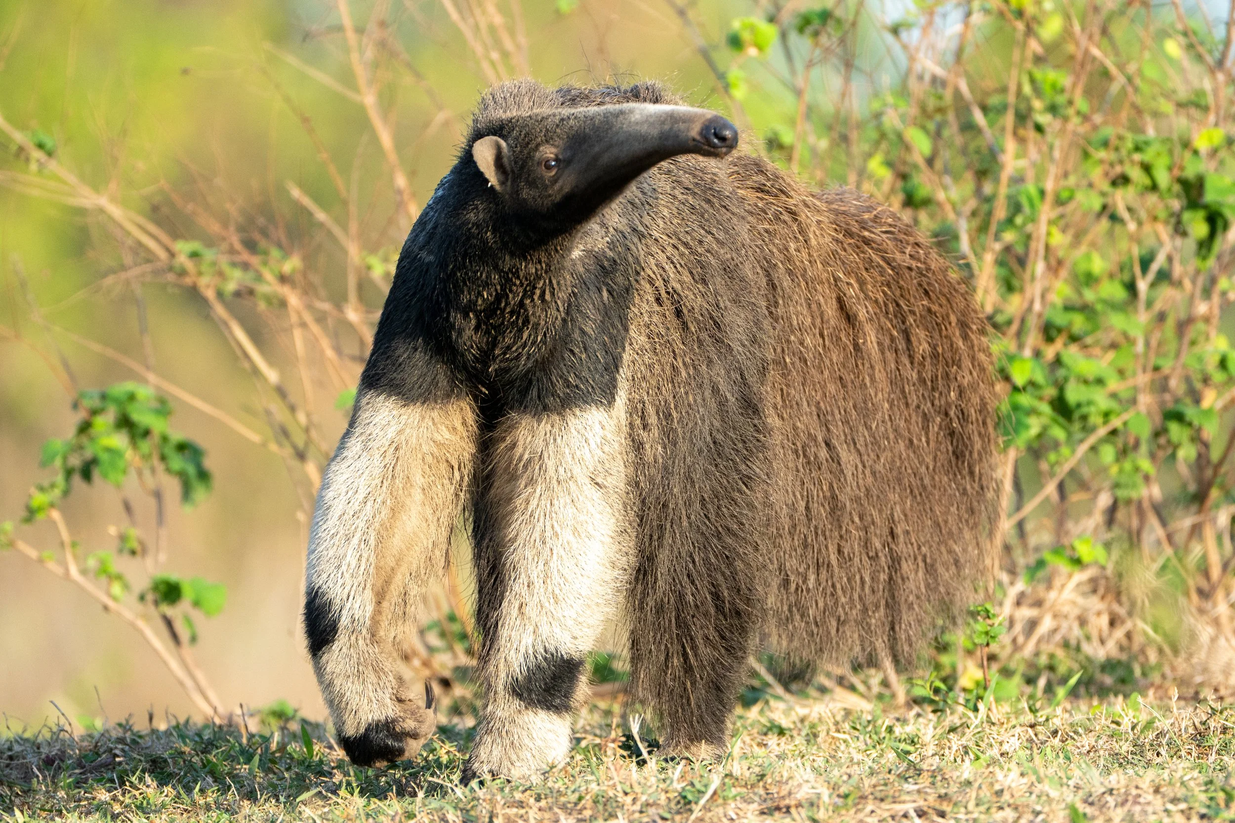 Giant Anteater in Cerrado-00143.jpg
