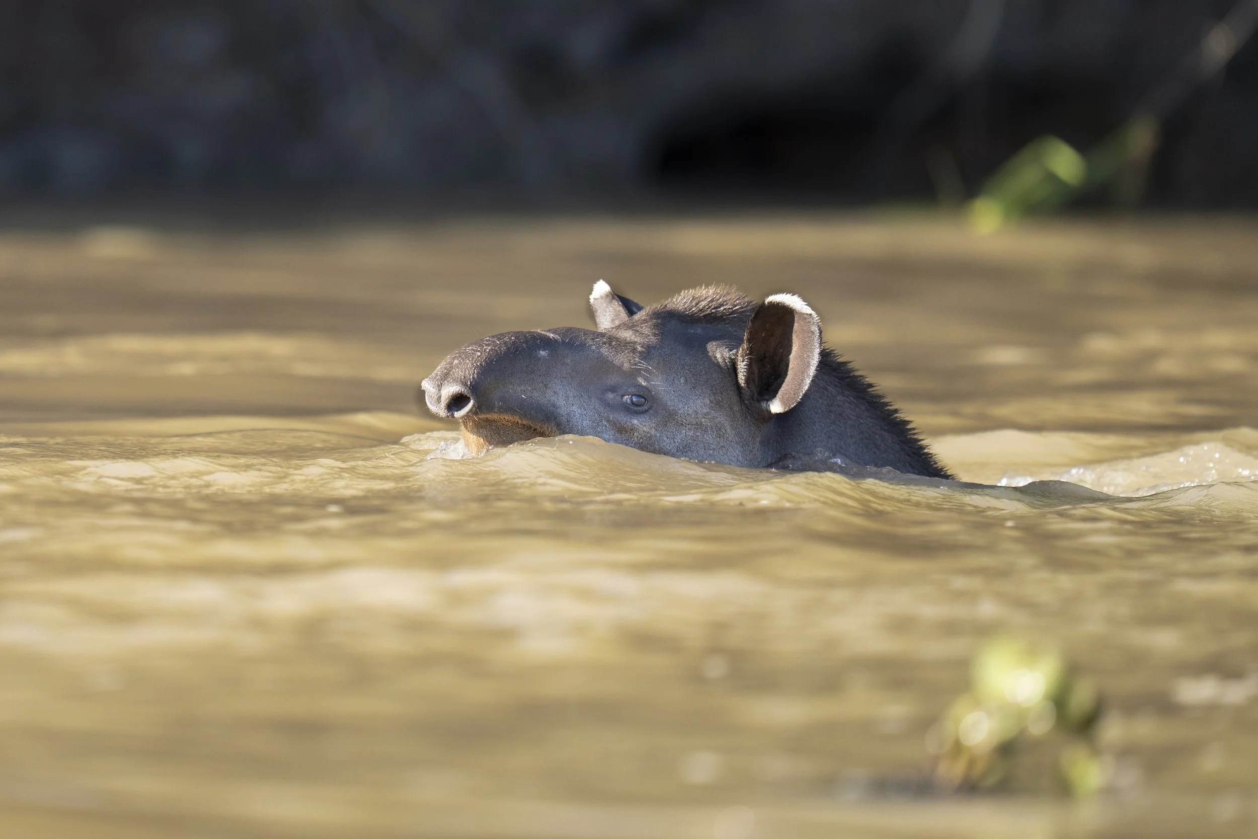 Tapir Swimming in Pantanal-6539.jpg