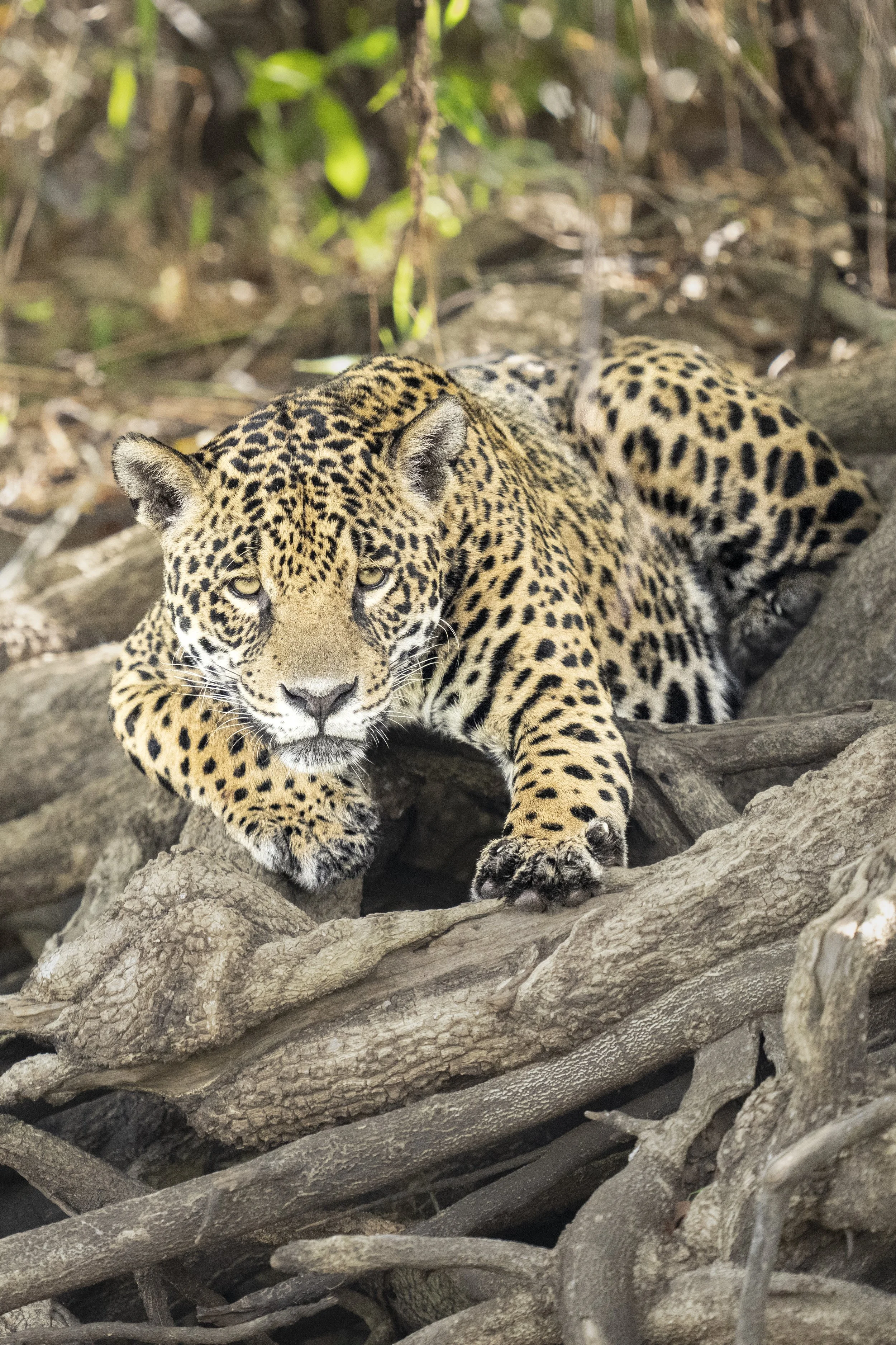 Jaguar in the Roots Portrait-9405.jpg