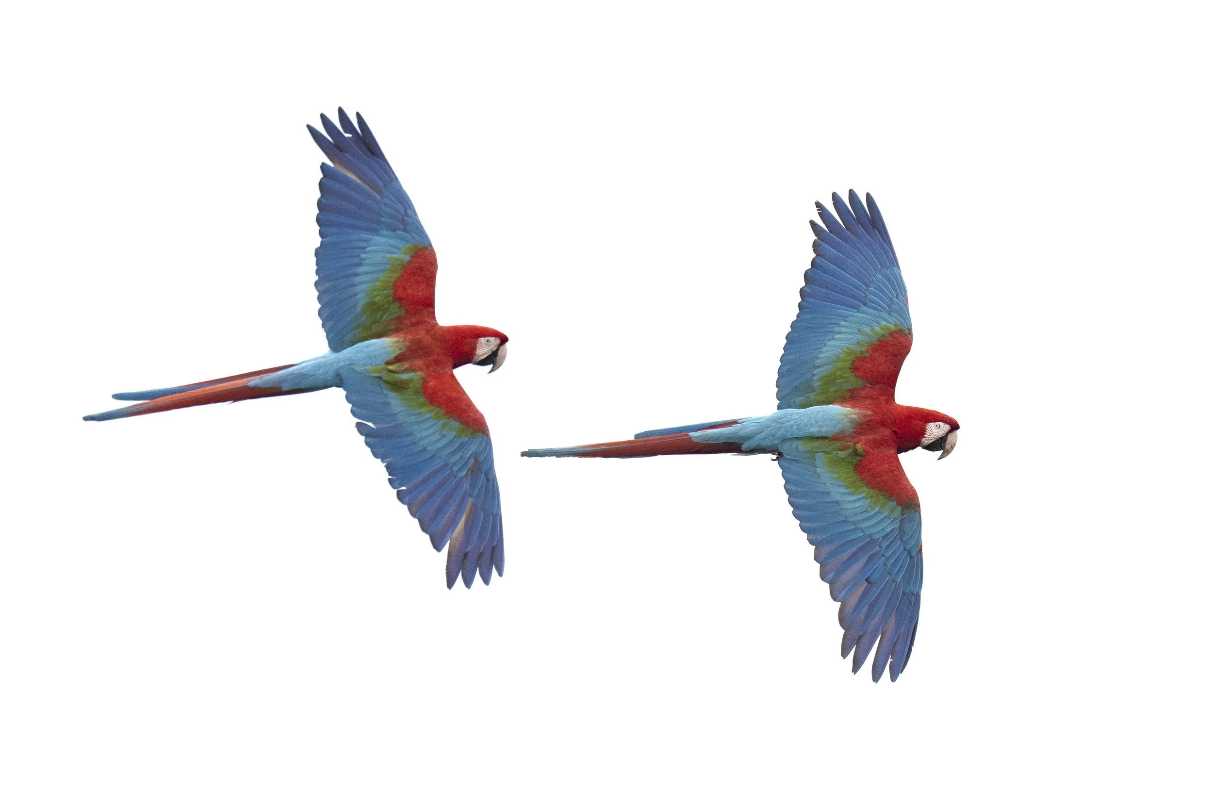 High Key Macaws-2.jpg