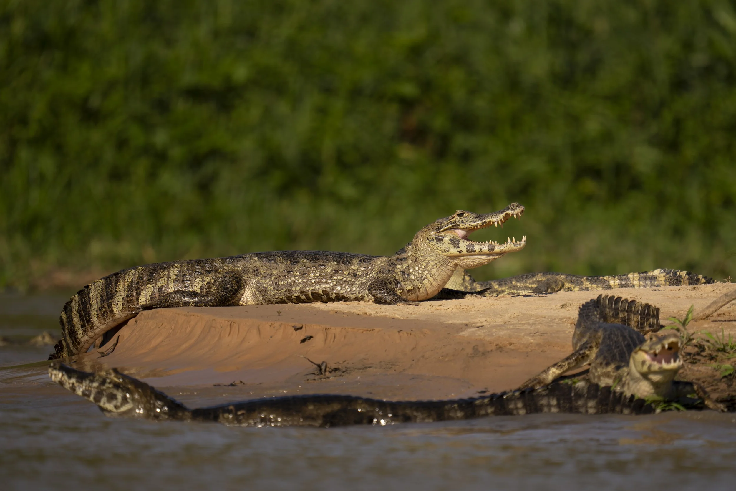 Caiman Everywhere-7877.jpg