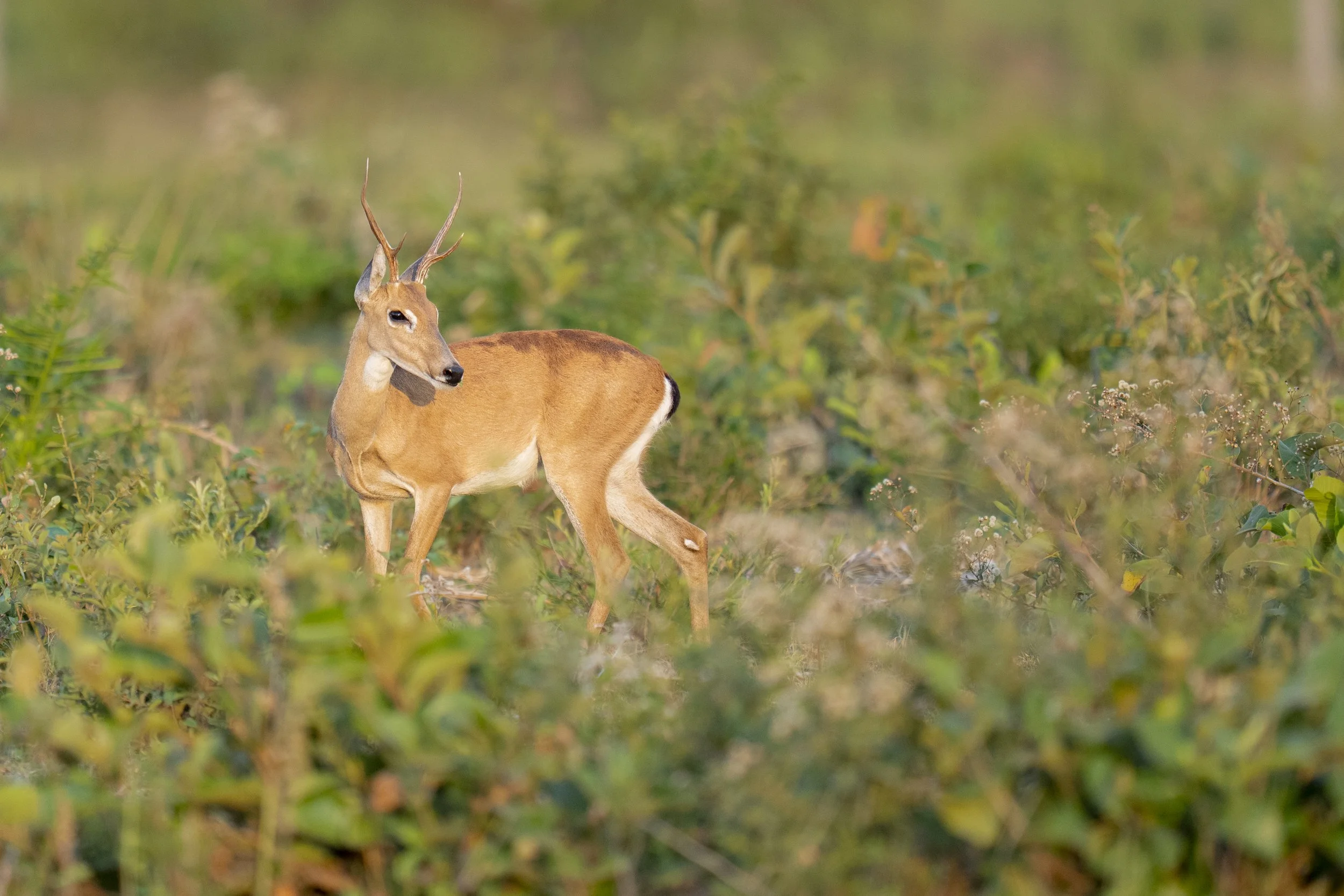 Pampas Deer-2107.jpg