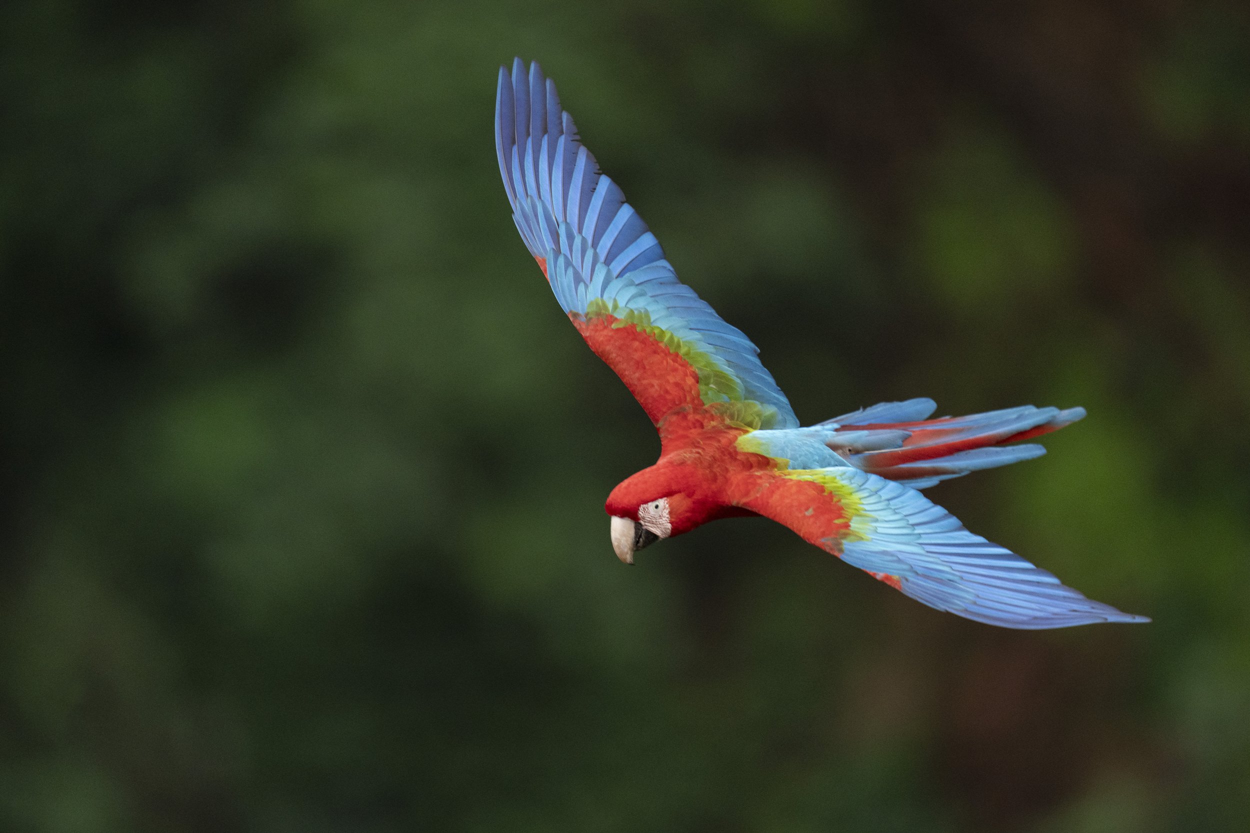 Macaw with Green Backdrop-2.jpg