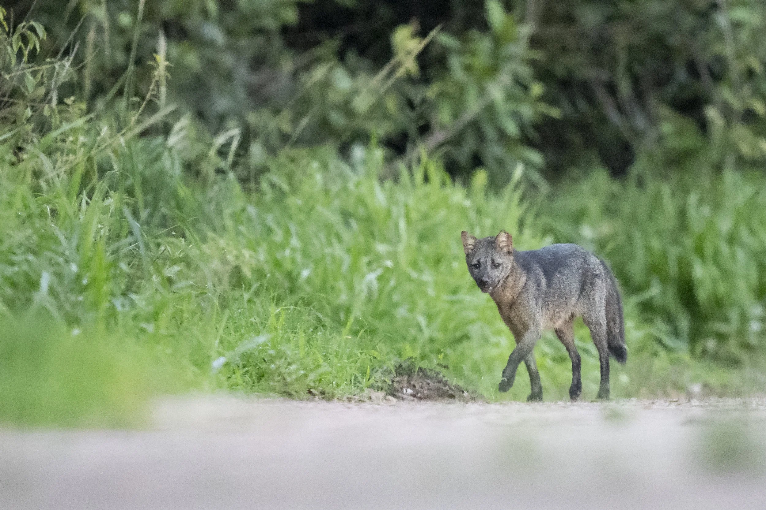 Crab-eating Fox-5889.jpg