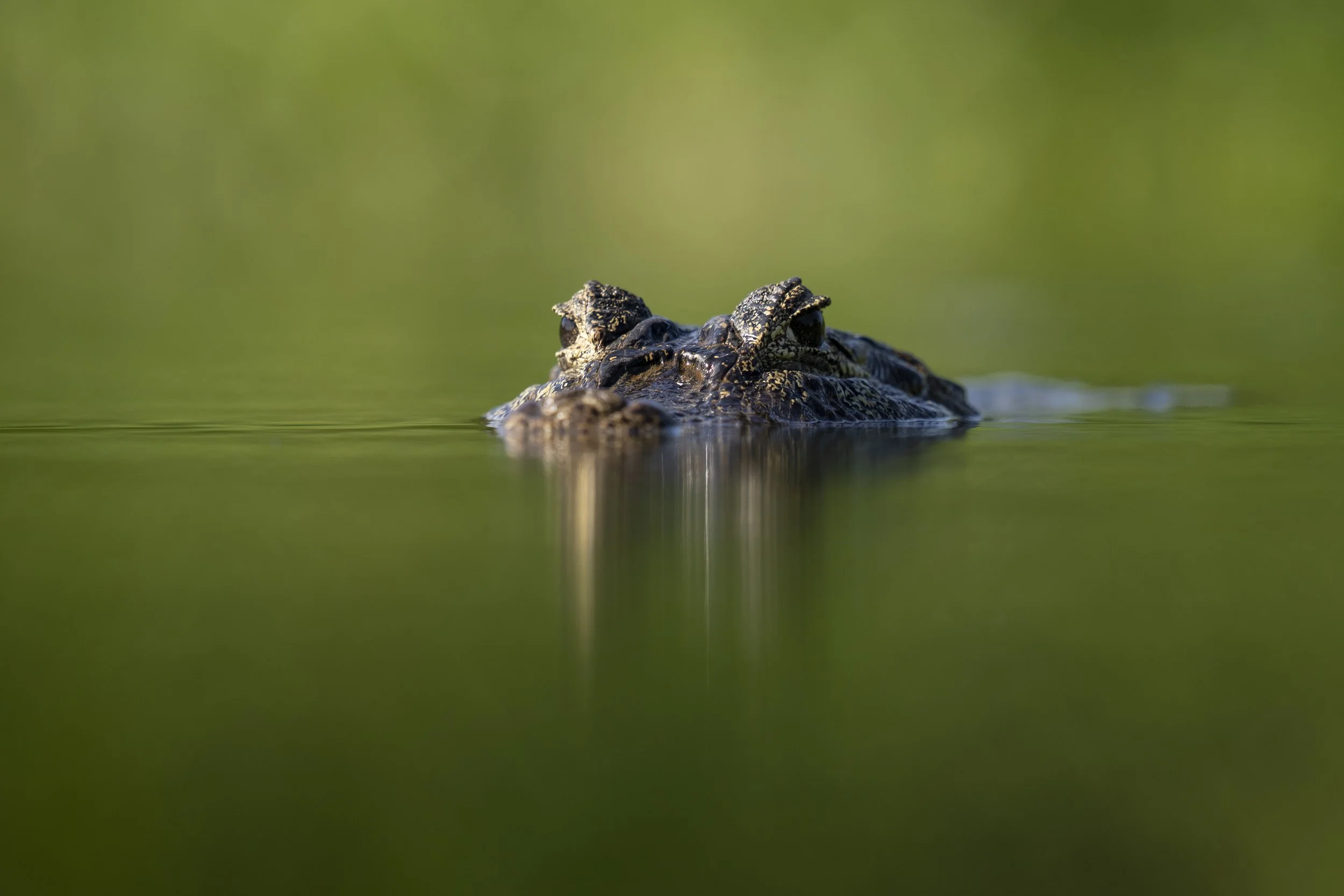Caiman in water-1438.jpg