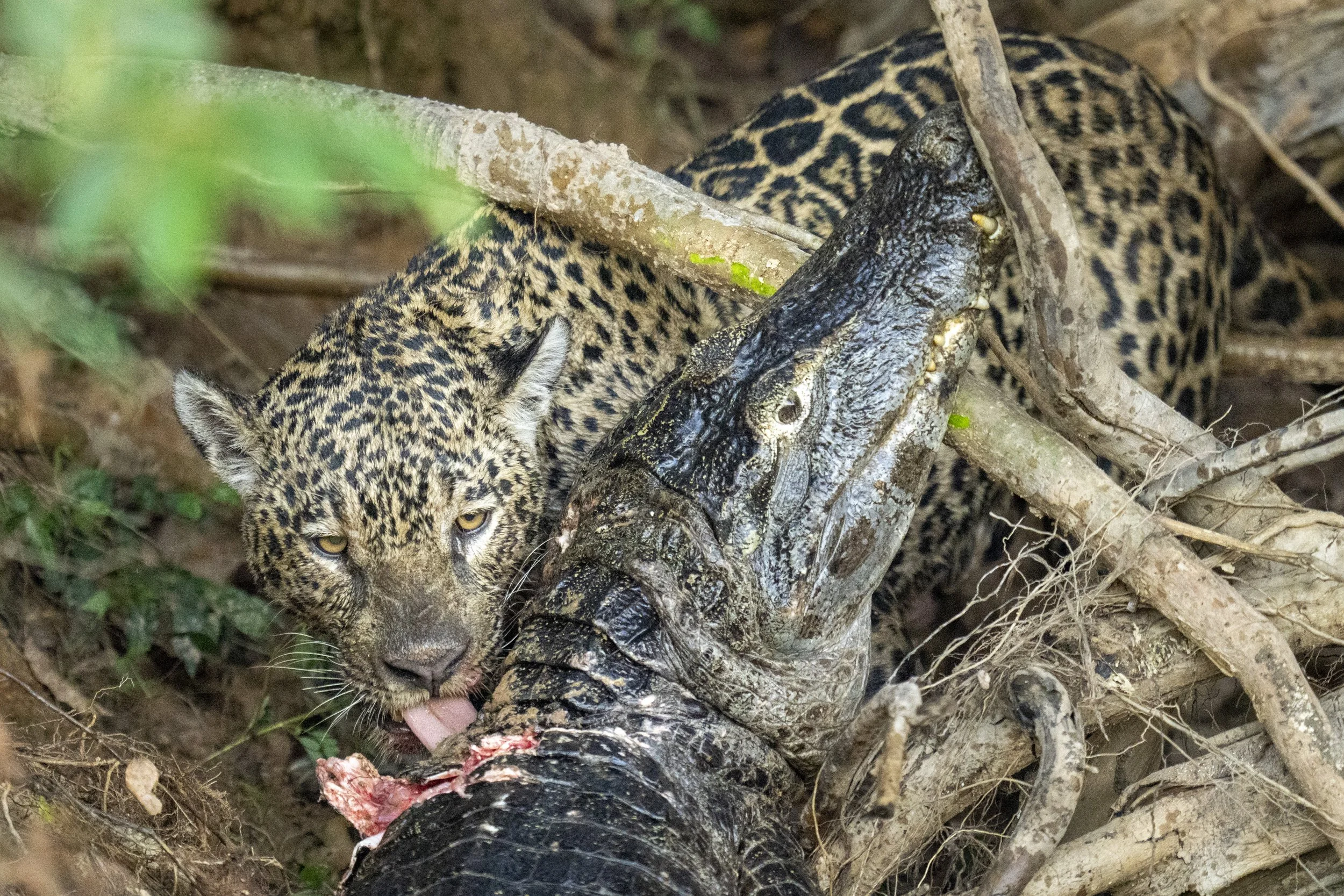 Jaguar and Her Meal-8509.jpg