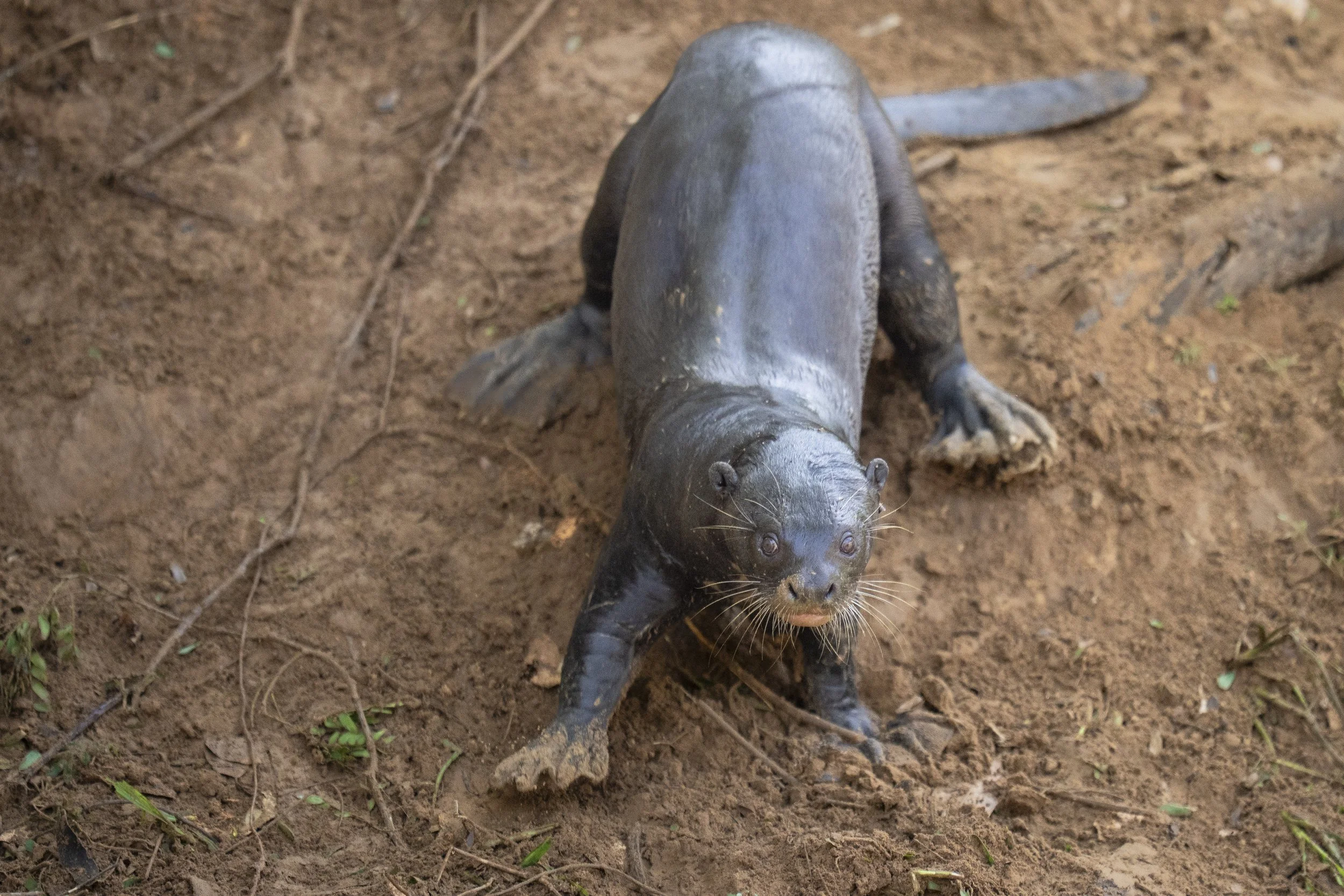 Giant River Otter on the Bank-7513.jpg
