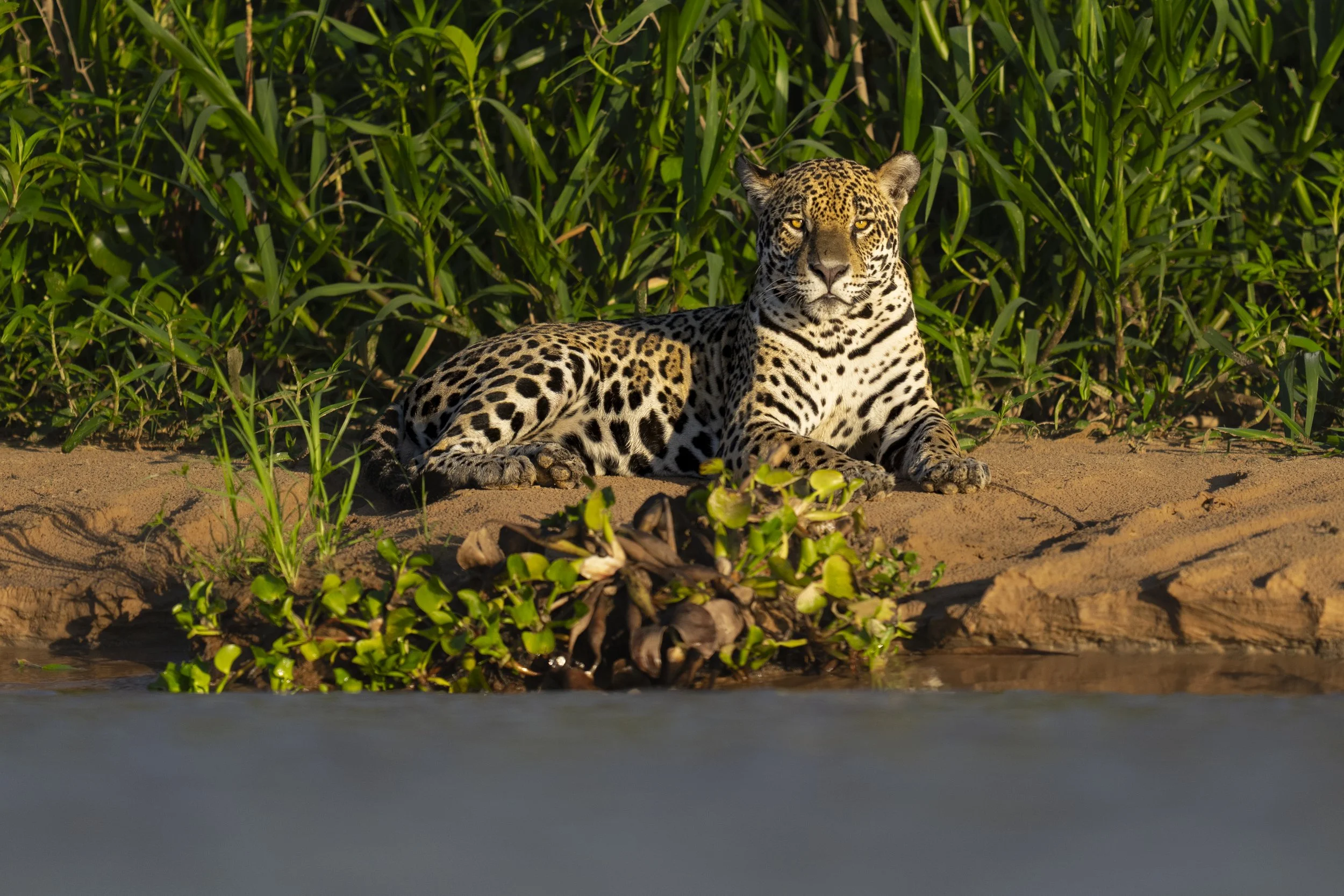 Jaguar in the Morning Light-5966.jpg