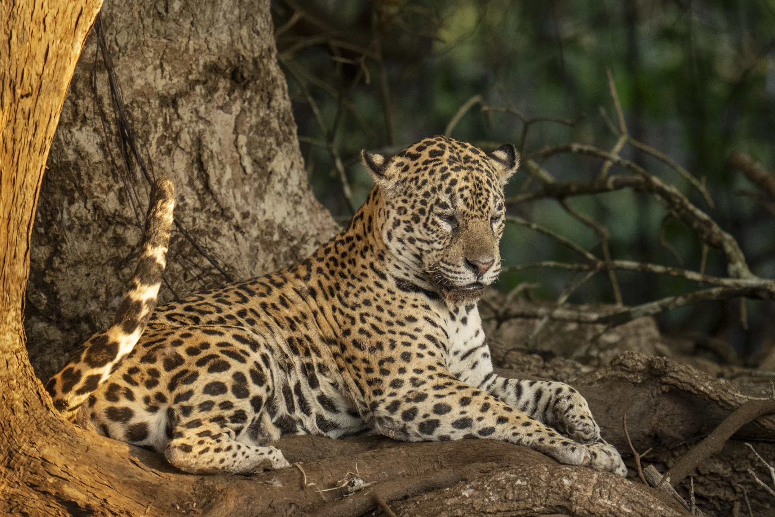 Jaguar in Shade with Sunset-0282.jpg