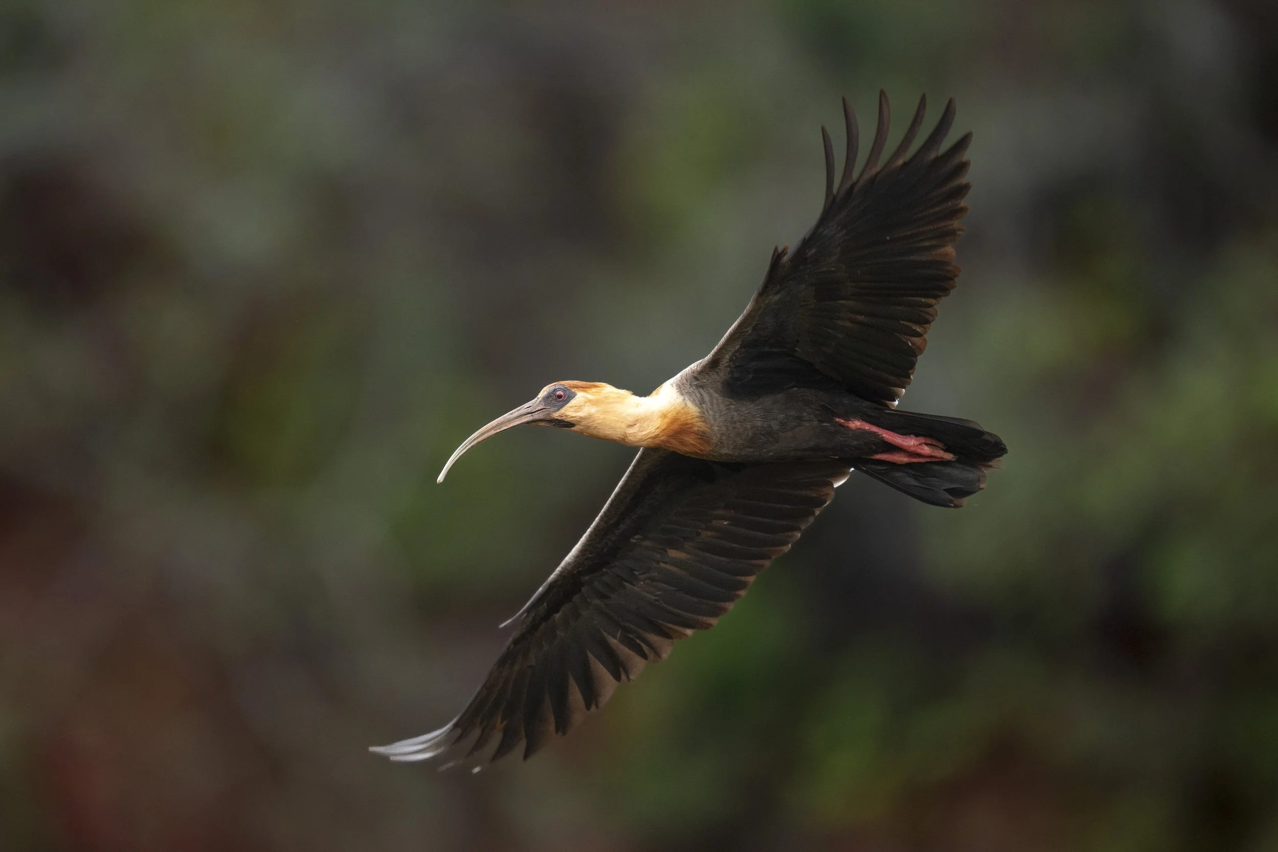 Buff-necked Ibis-0190.jpg