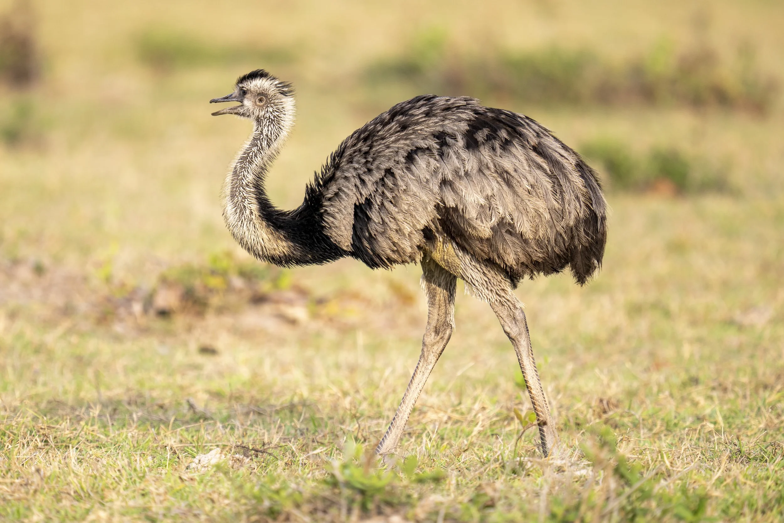 Greater Rhea-3294.jpg
