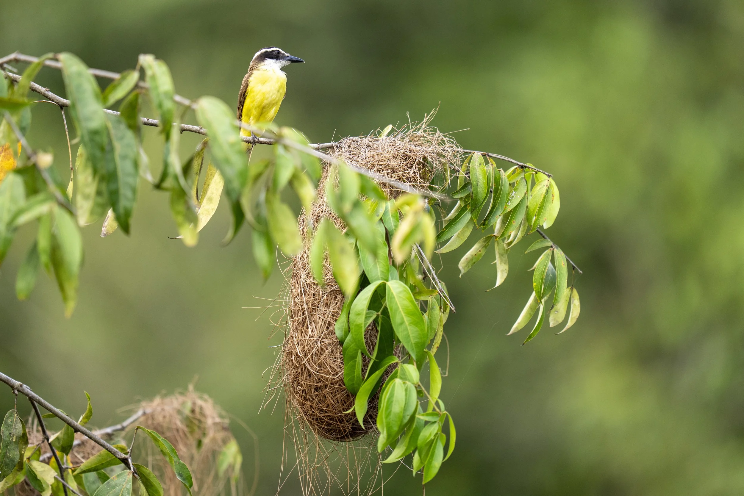Kiskadee-8107.jpg