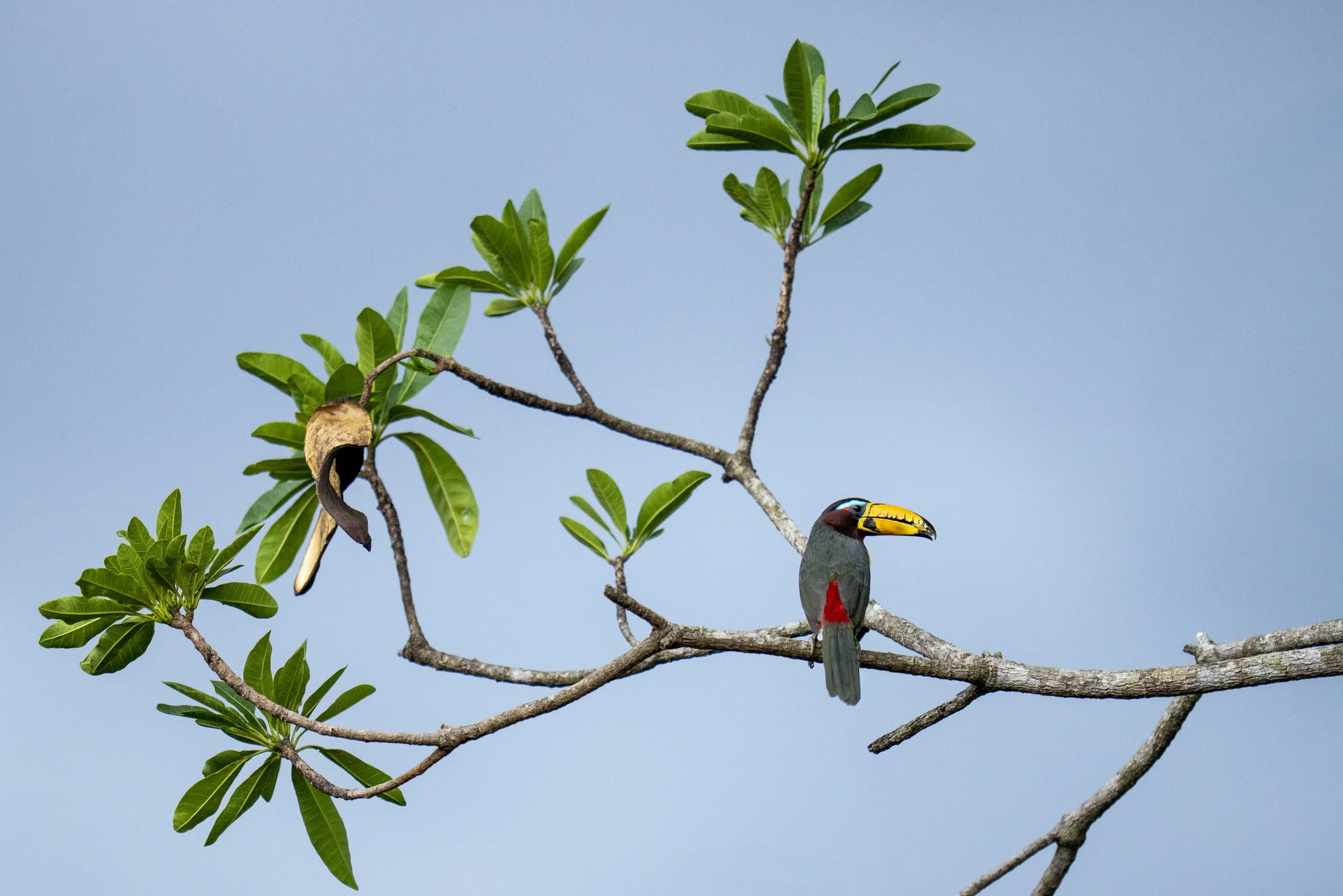 Lettered Aracari-8616.jpg