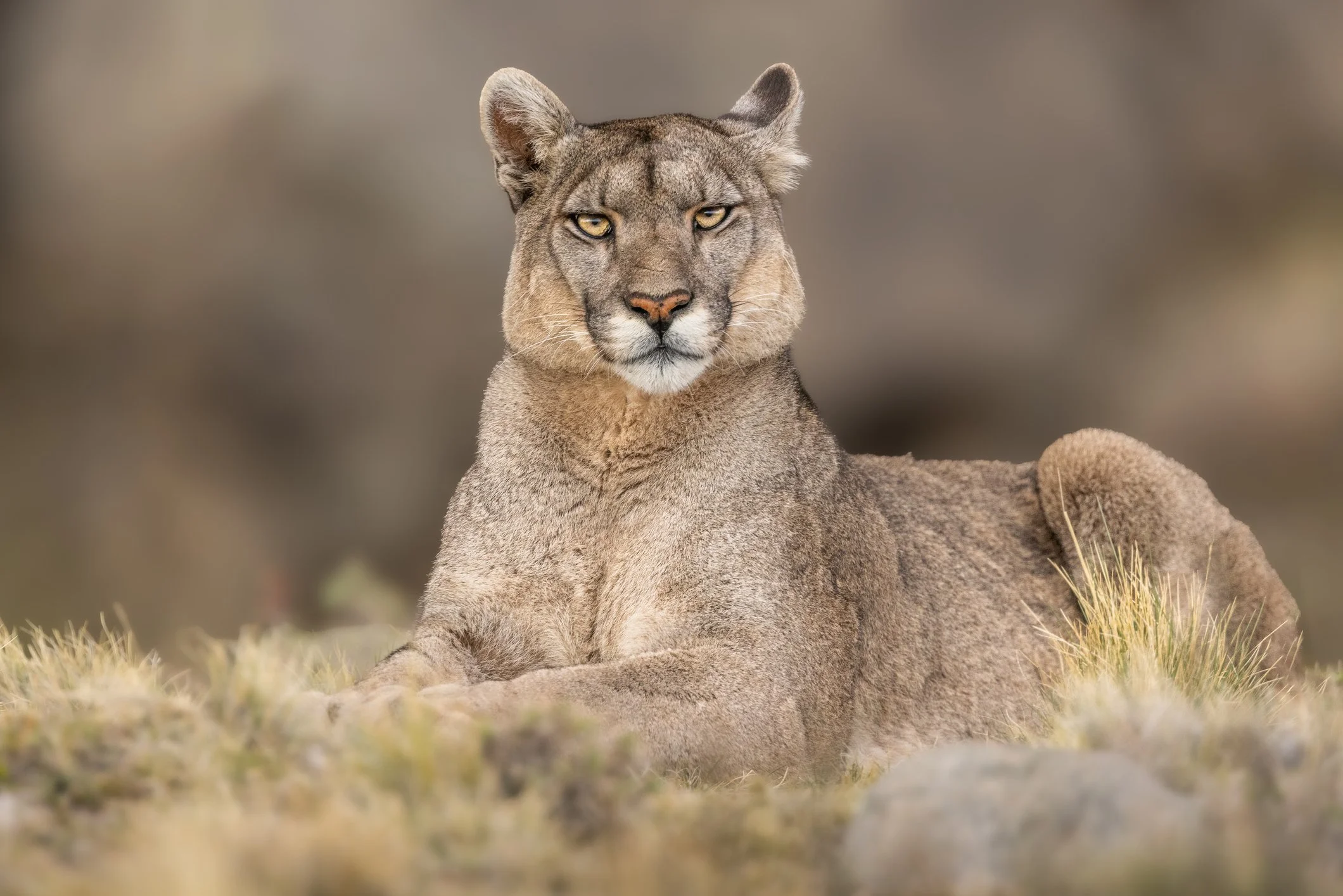 A mountain lion resting on grassy terrain with a blurred natural background.