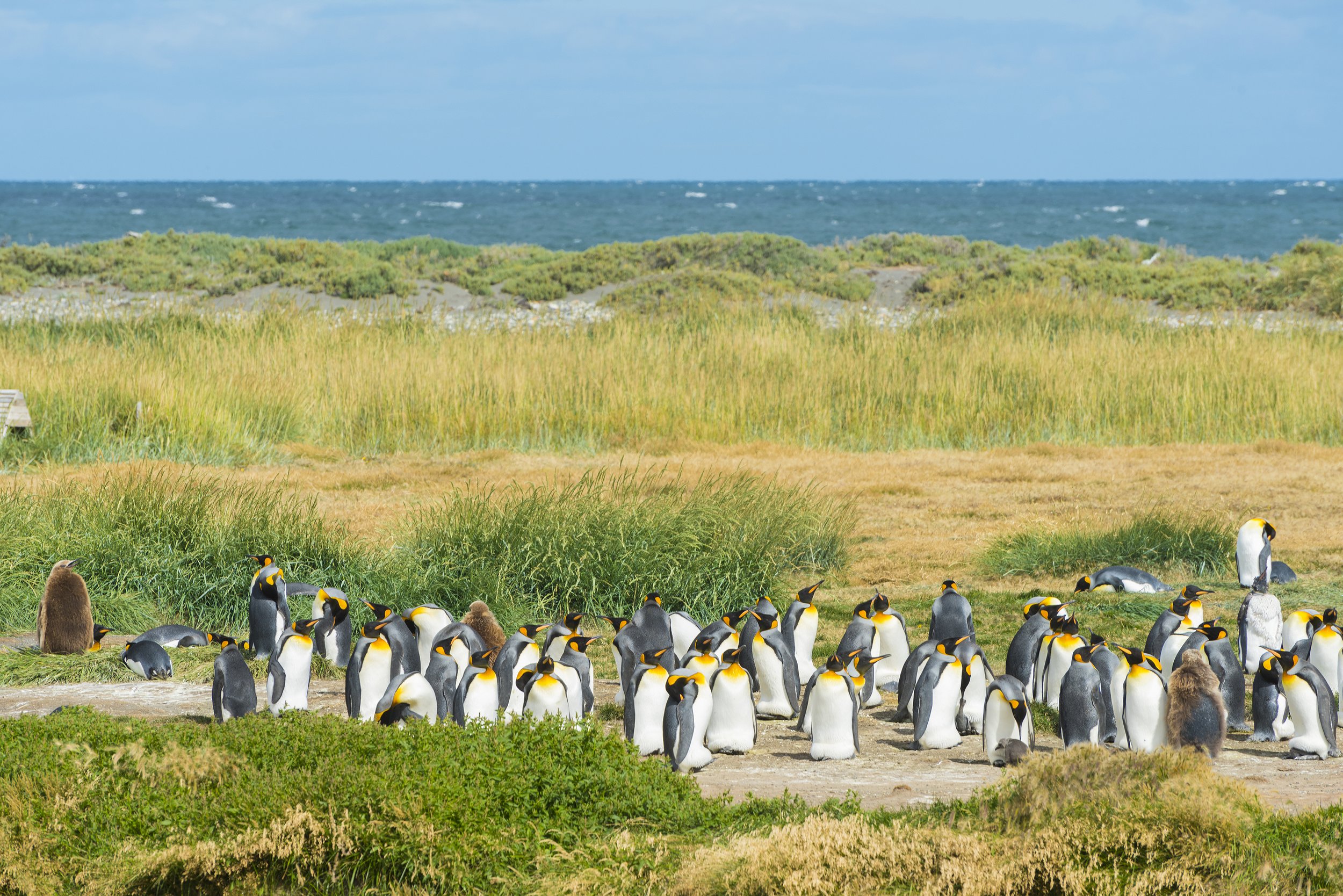 Colony-of-king-penguins-at-Tierra-el-Fuego-in-Chile-935990574_3680x2456.jpeg