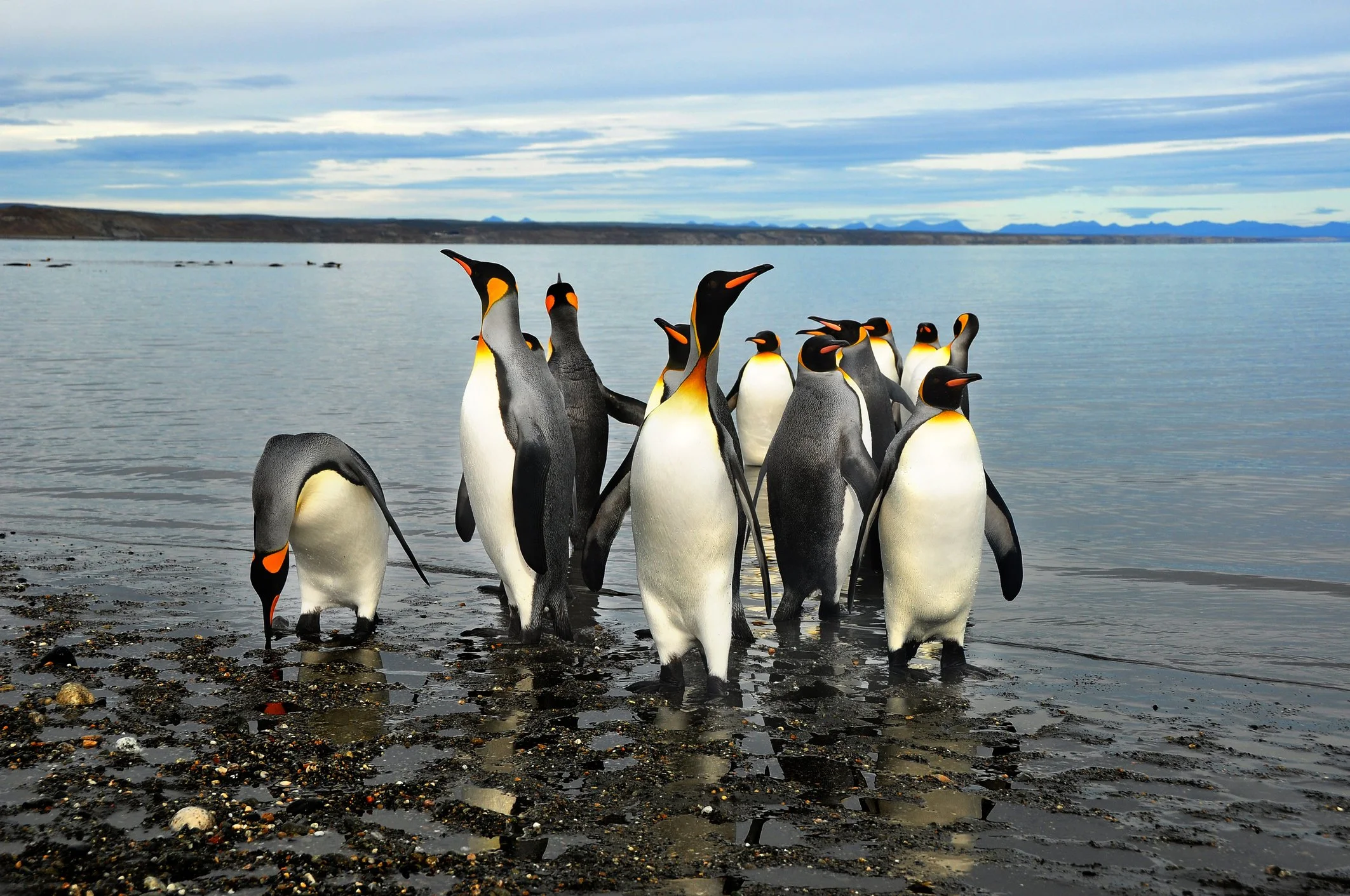 King-Penguins-531798382_2128x1413.jpeg