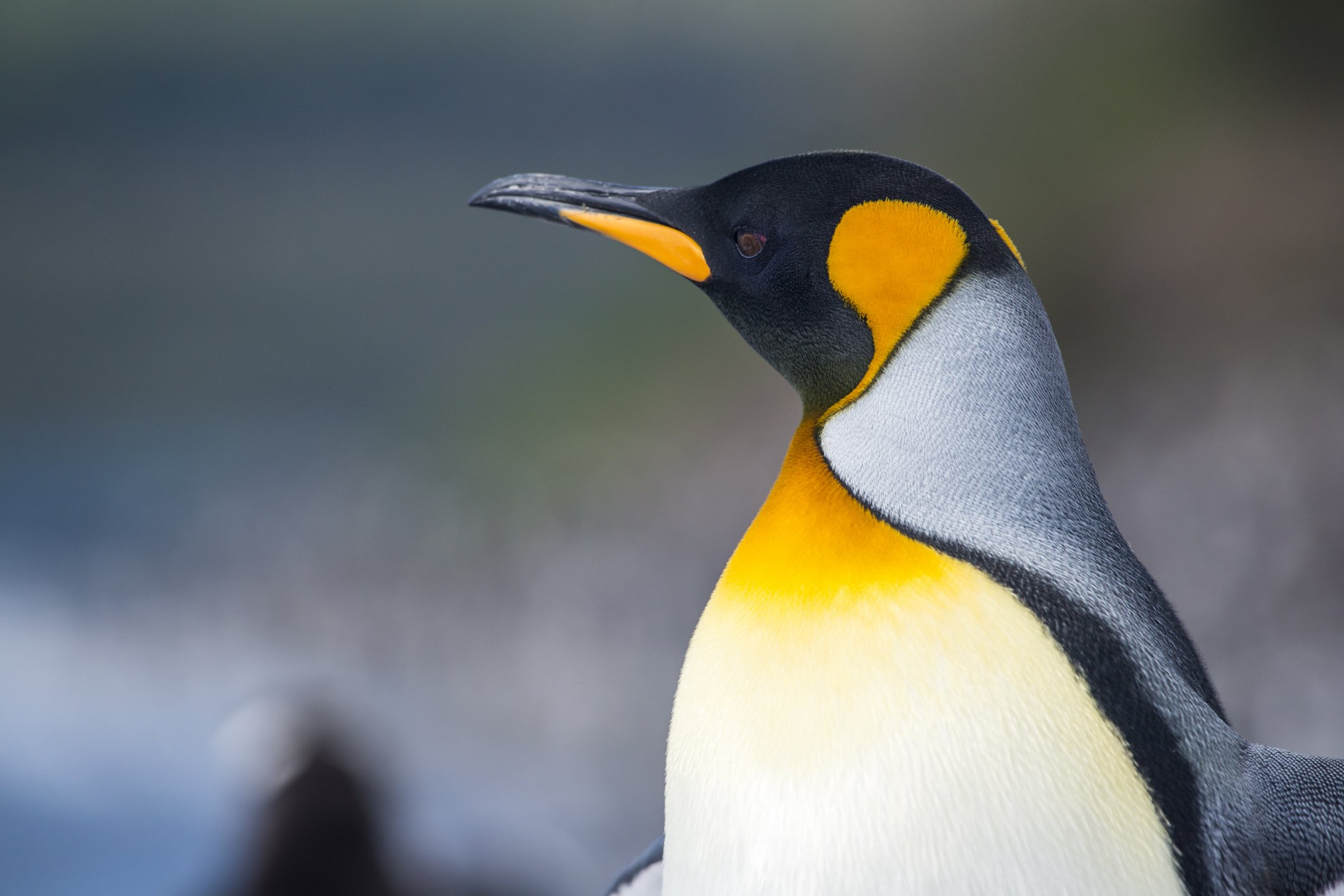 Portrait-of-a-King-penguin,-Tierra-del-Fuego,-Patagonia-925466812_2125x1416.jpeg