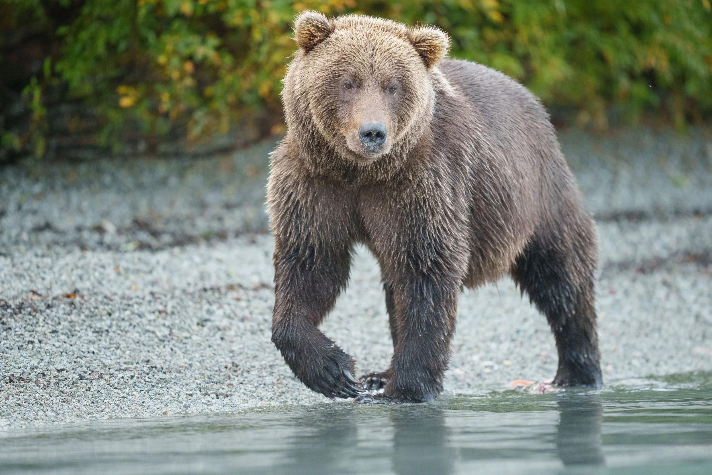  A coastal brown bear (Ursus arctos) strolls the rocky shores of a clacier-fed lake in Alaska looking for salmon. 