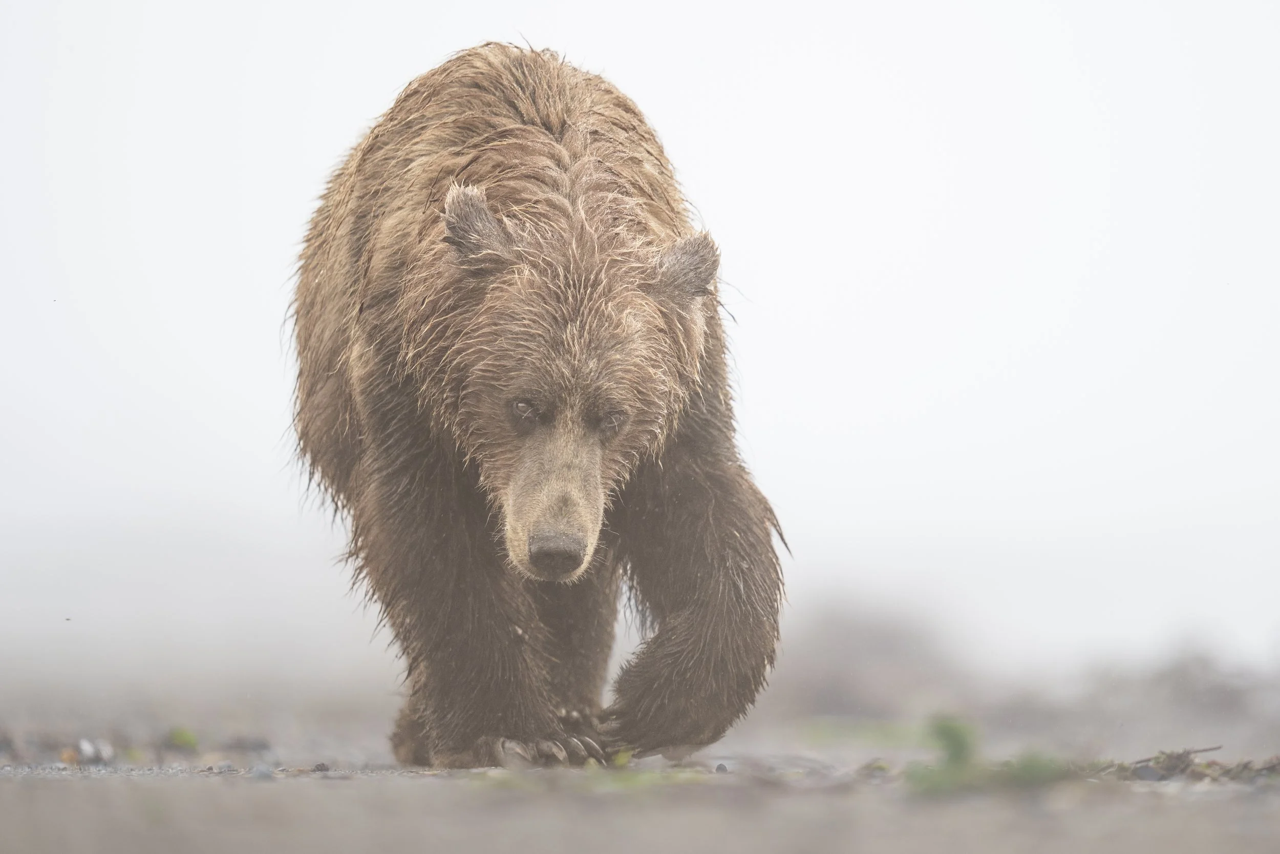 Brown Bear and the Fog-18501.jpg