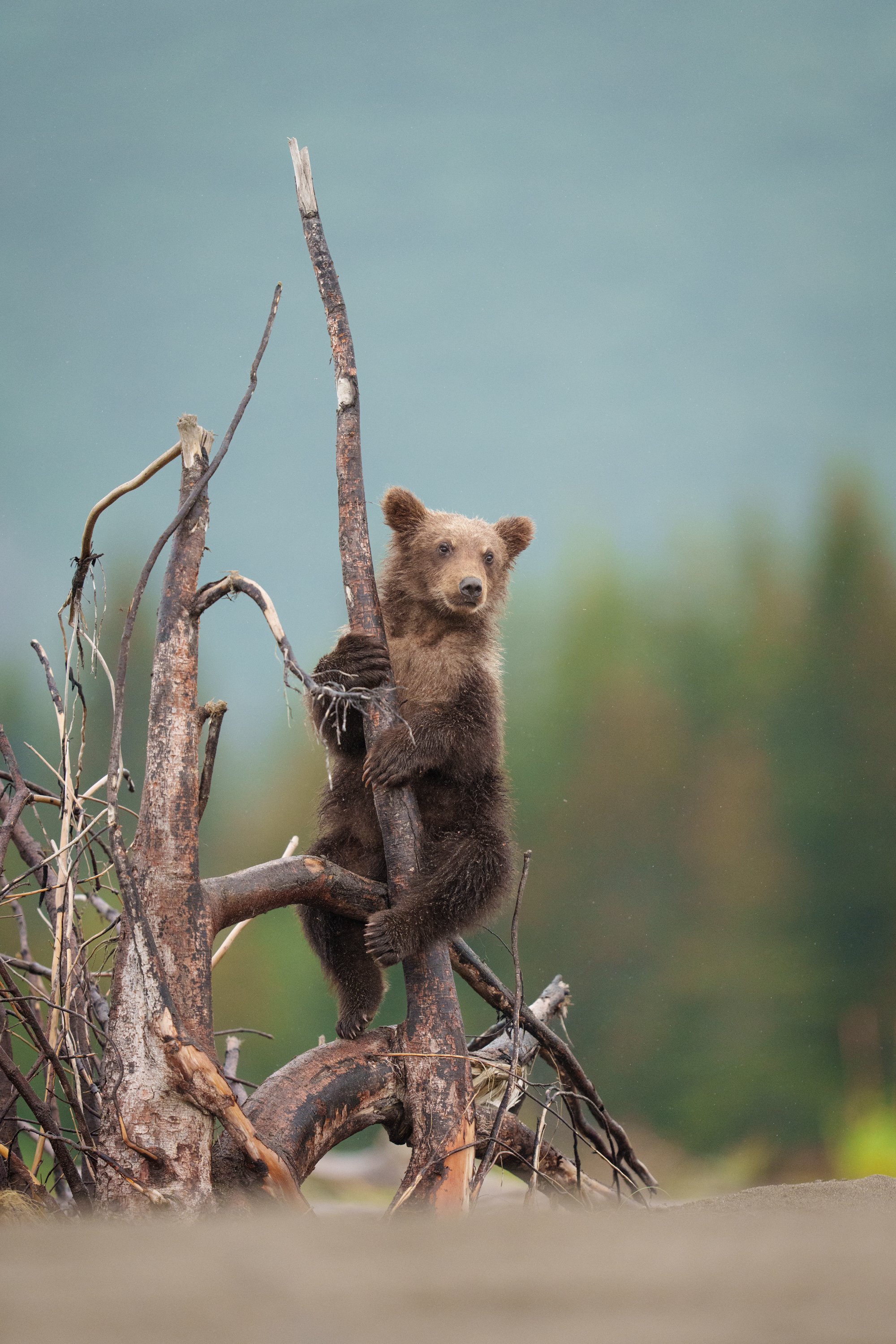  A brown bear cub of the year (Ursus arctos) climbs a washed up tree on the coastal beach in Lake Clark national Park. 
