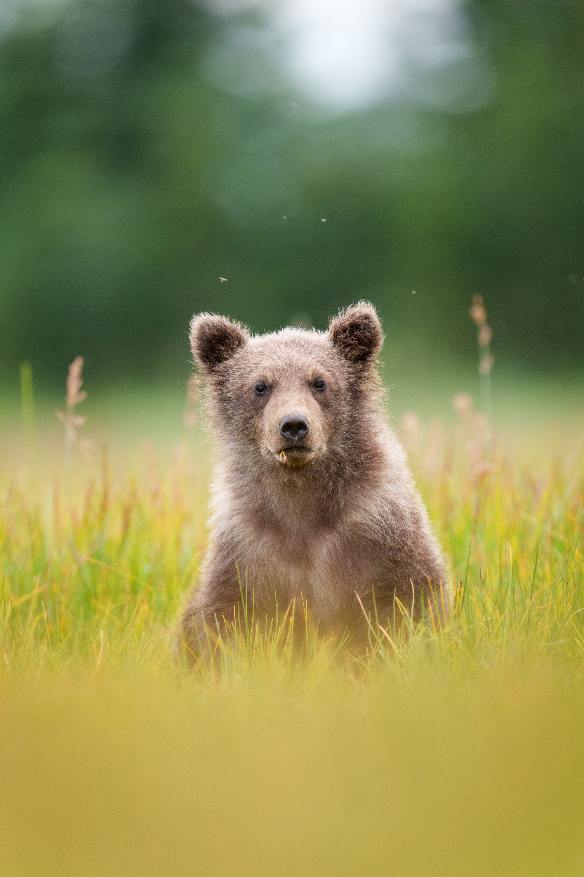  A coastal brown bear (Ursus arctos) cub eats sedge as part of his omnivorious diet. 