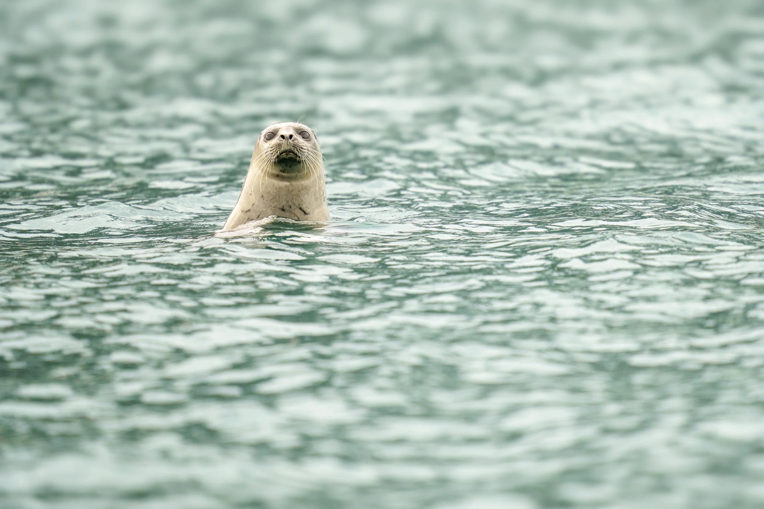 Close-Up of a Seal Swimming in Calm Aquatic Surroundings
