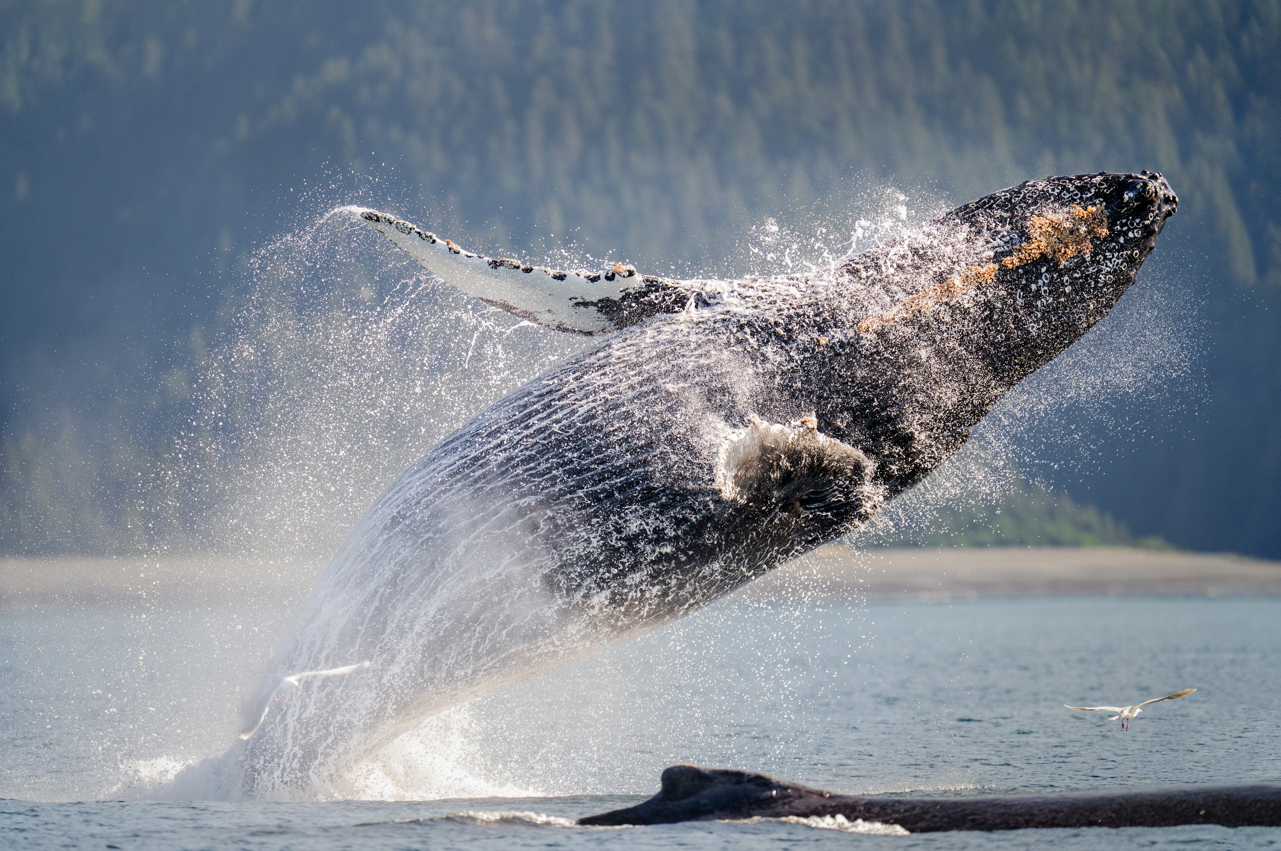 Humpback Whale - 2-1055