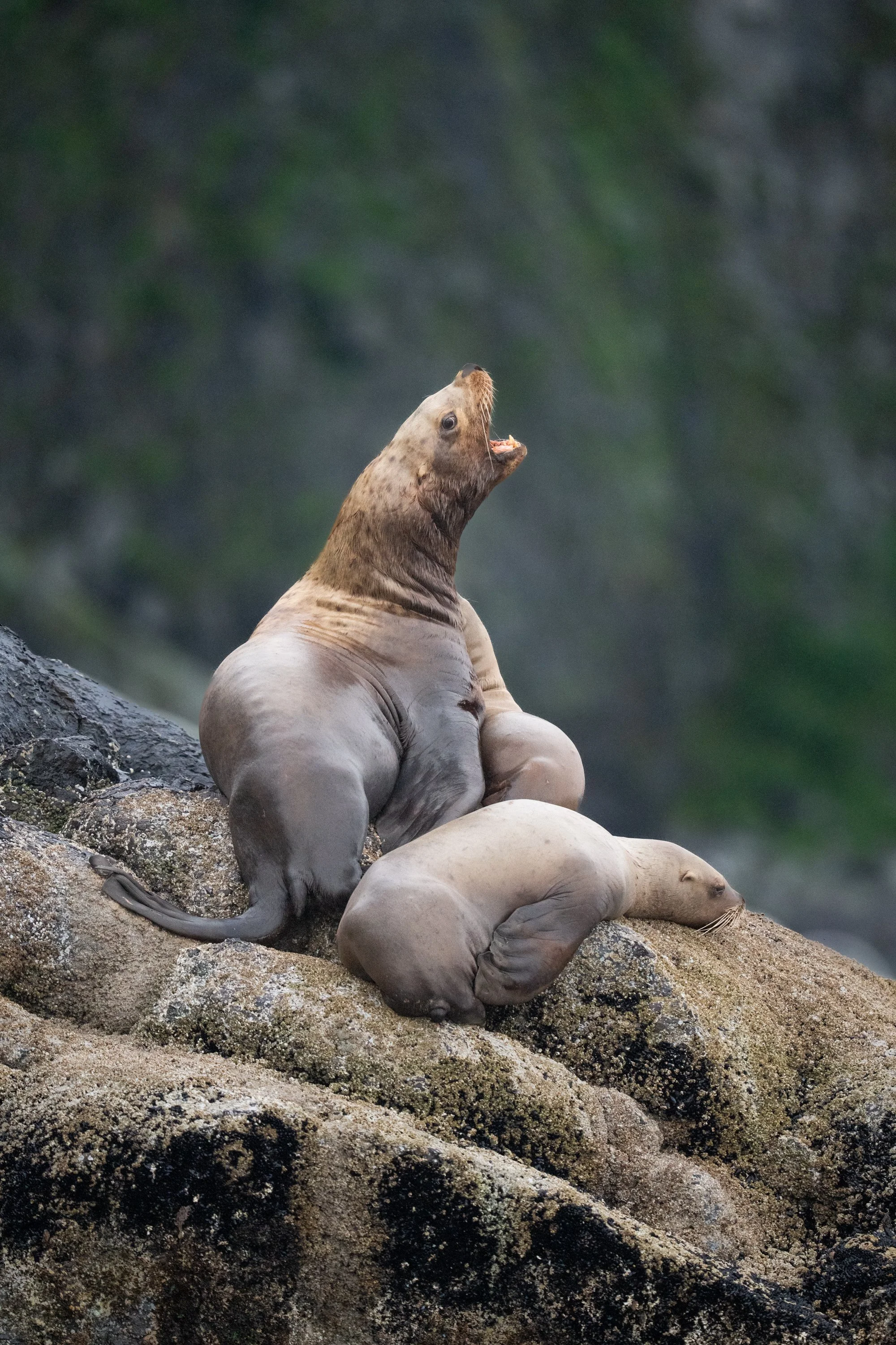  A group of Stellers sea lions, called a herd or a raft, rests on the rocky coast of Kenai Fjords National Park in Alaska. 