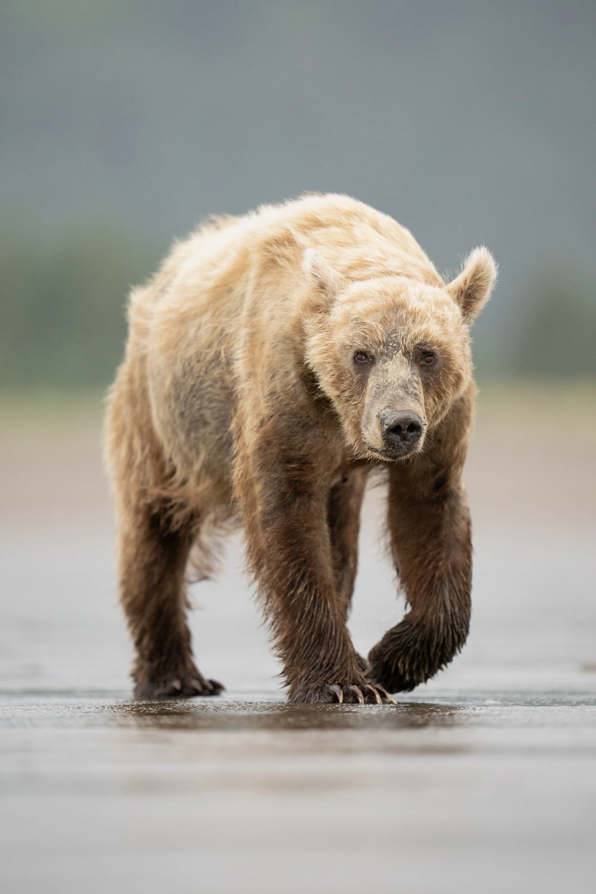 A coastal brown bear (Ursus arctos) walks along the beach on her way to fish for salmon. 