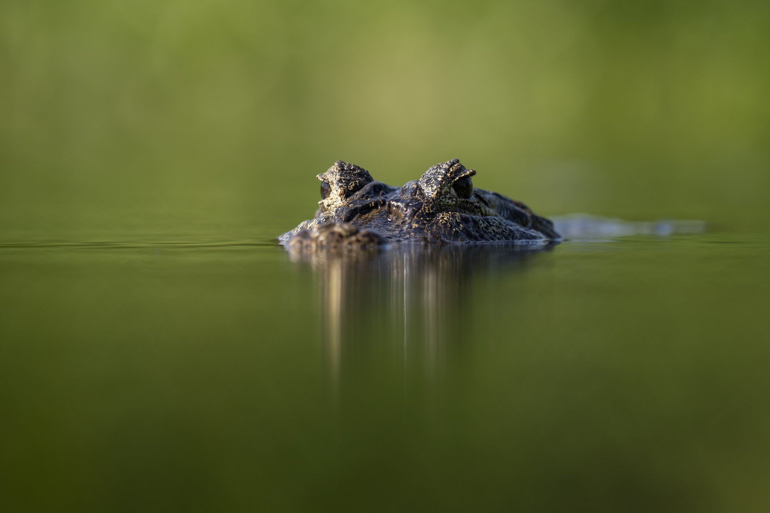 Caiman in water-1438.jpg