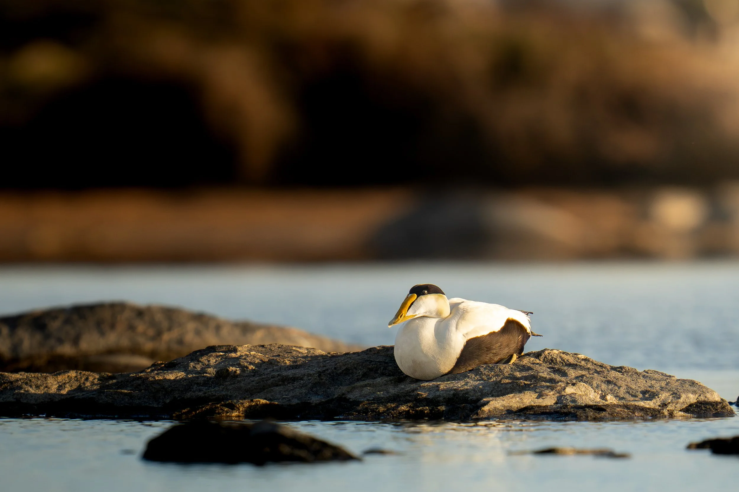 Common Eider-0985.jpg