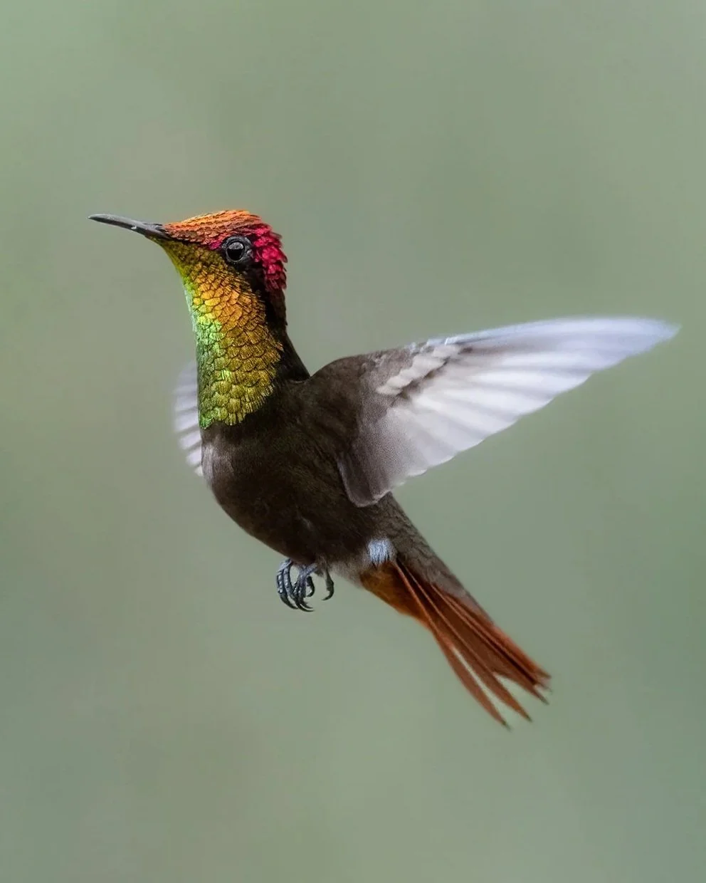 Ruby-topaz+Hummingbird+%28Chrysolampis+mosquitus%29.jpg