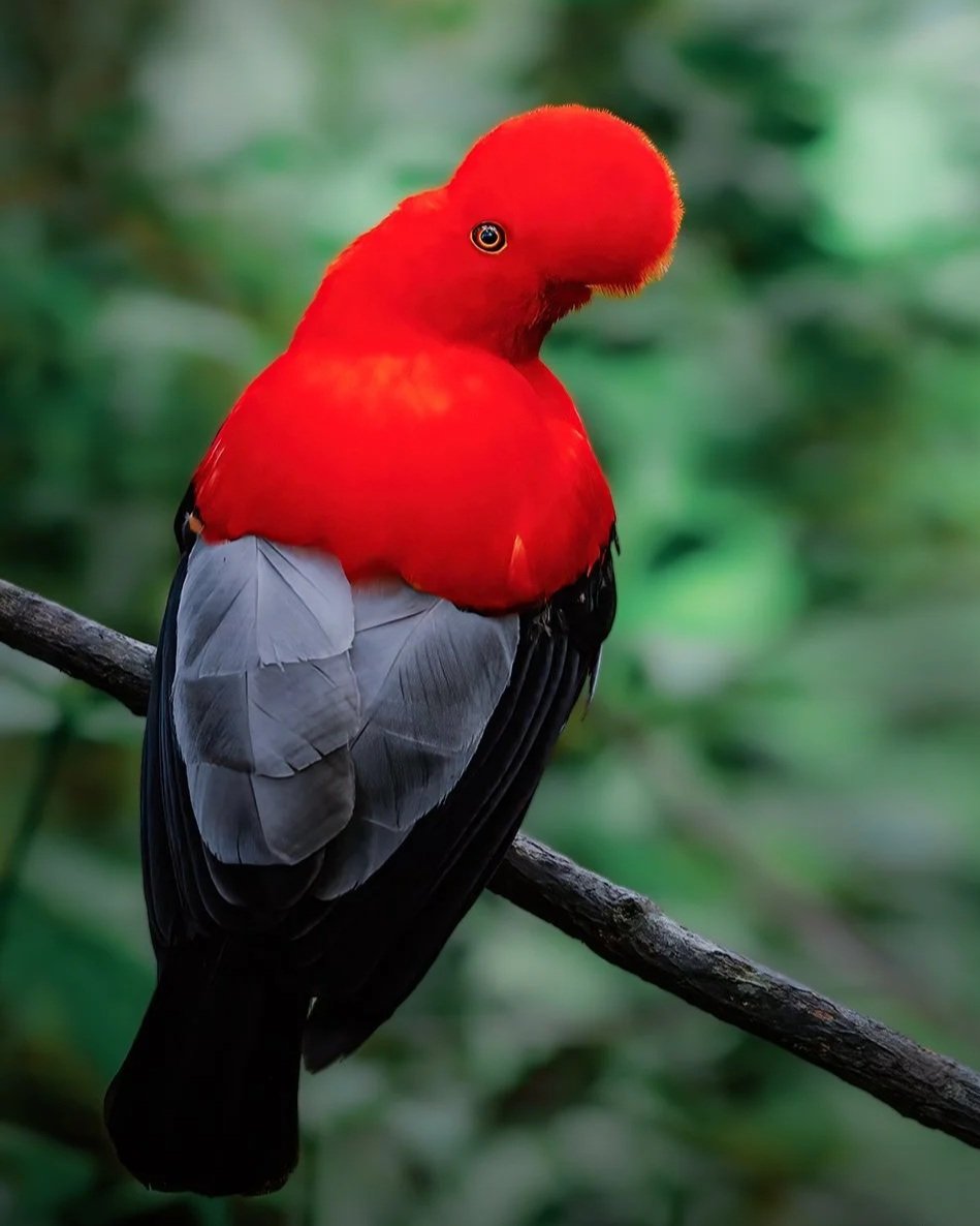 Andean+Cock-of-the-rock+%28Rupicola+peruvianus%29.jpg