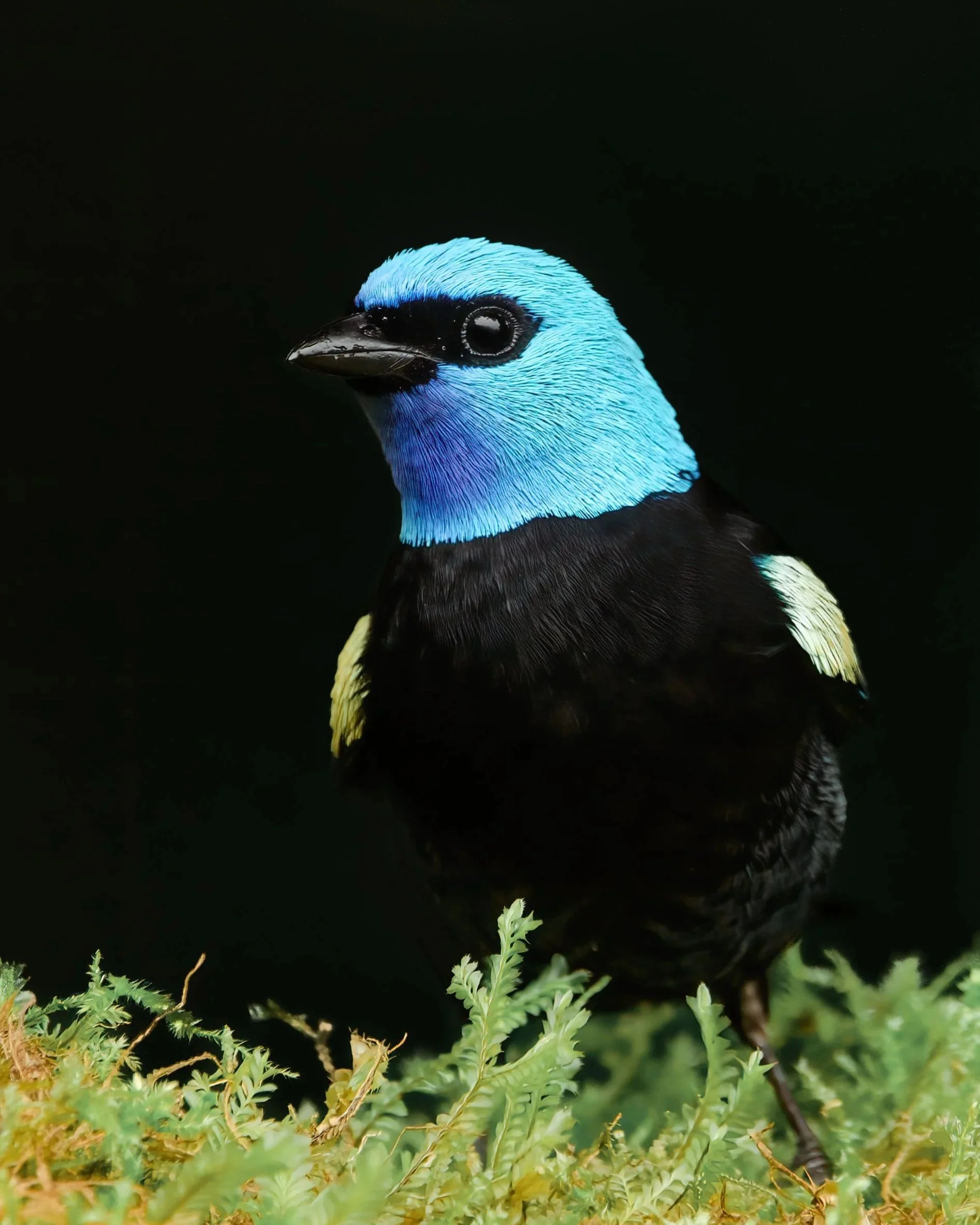 Blue-necked+Tanager+%28Stilpnia+cyanicollis%29.jpg