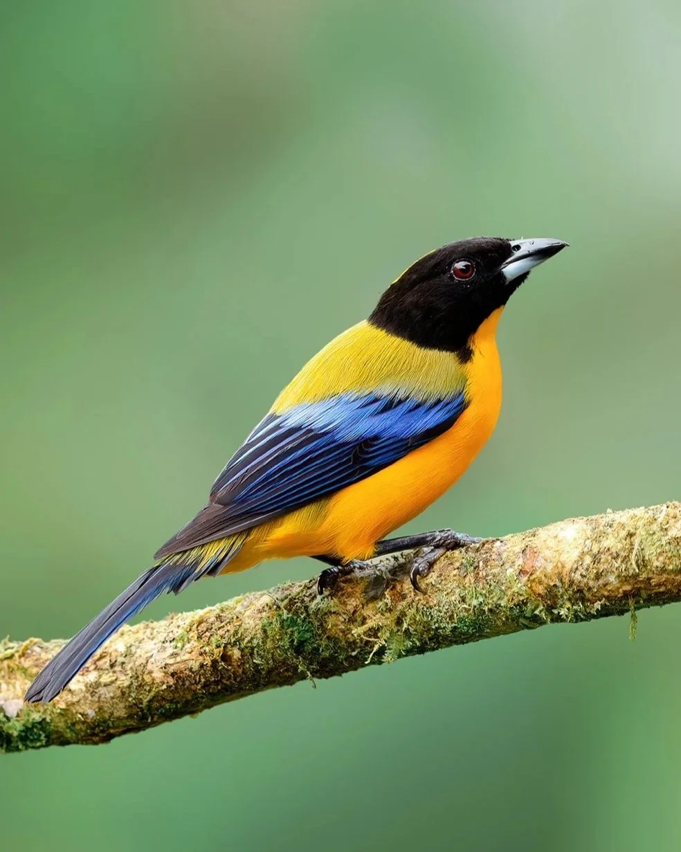 Black-chinned+Mountain+Tanager+%28Anisognathus+notabilis%29.jpg