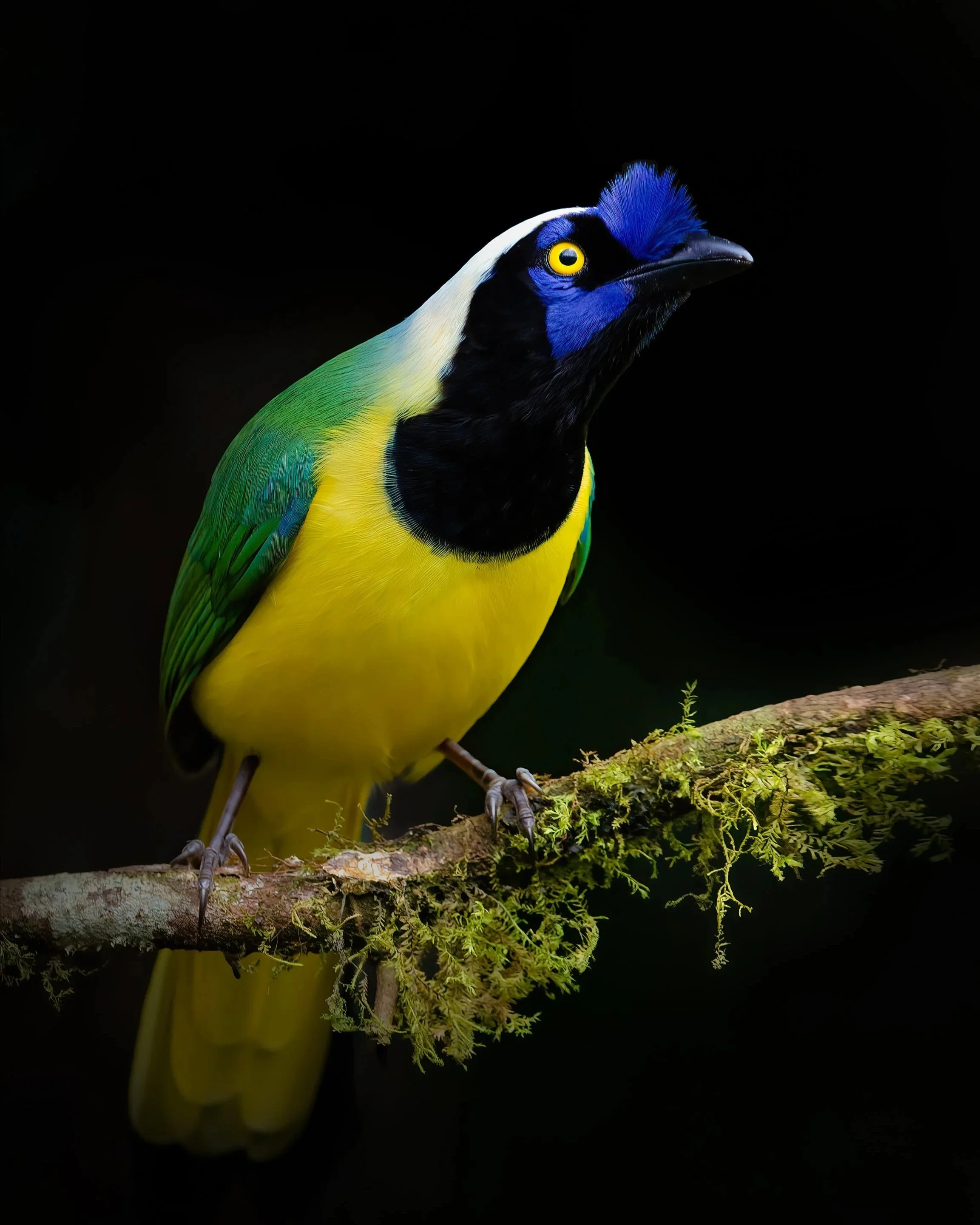 Green+Jay+%28Cyanocorax+yncas%29.jpg