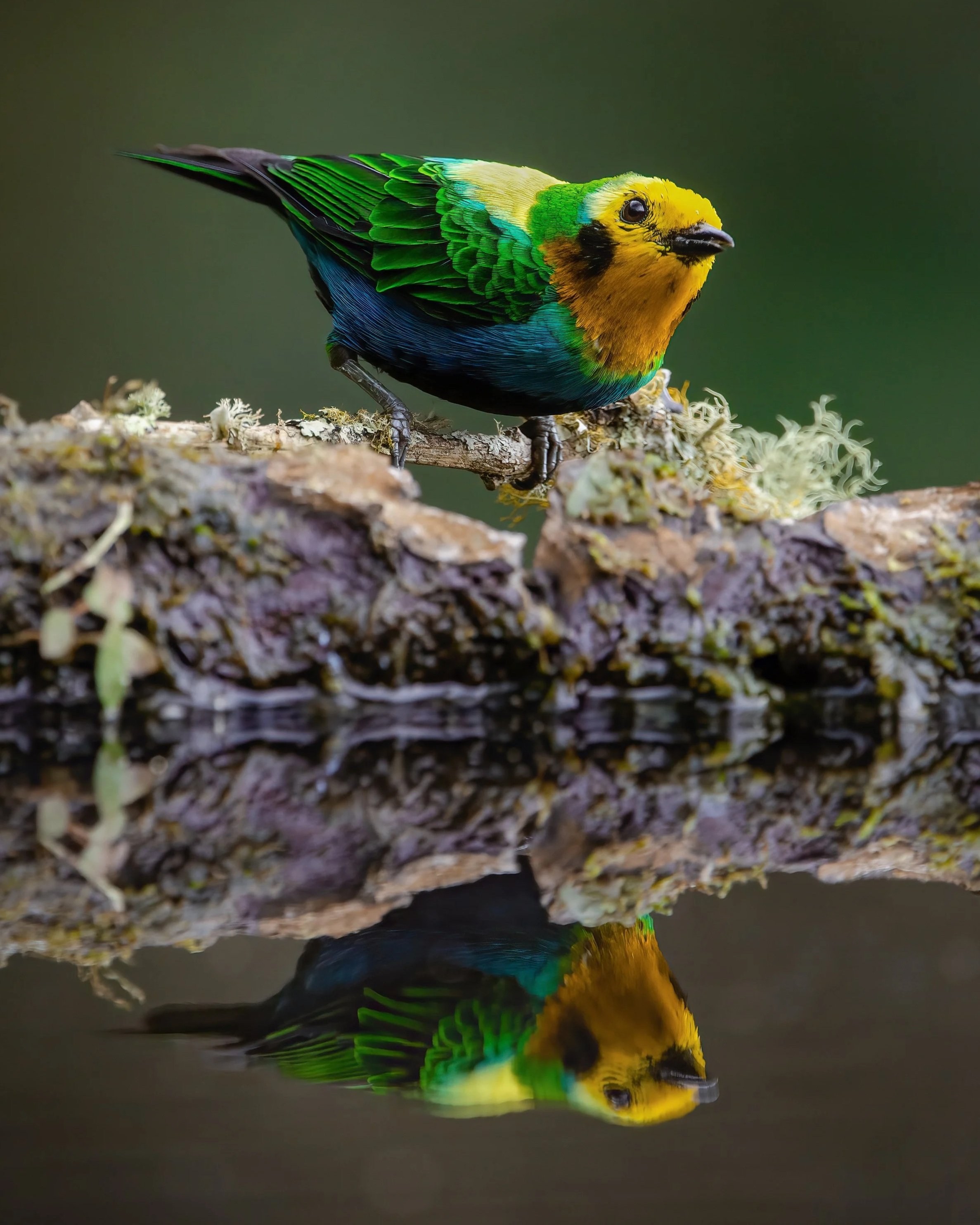 Multicolored+Tanager+%28Chlorochrysa+nitidissima%29.jpg