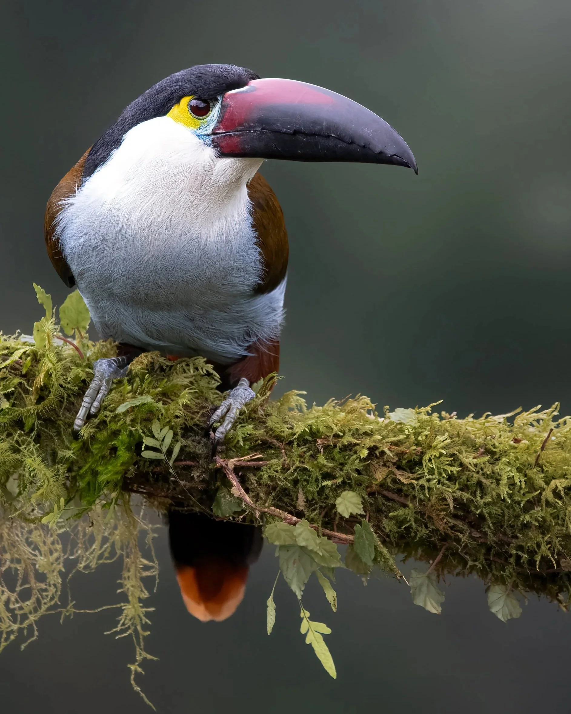 Black-billed+Mountain-Toucan+%28Andigena+nigrirostris%29.jpg