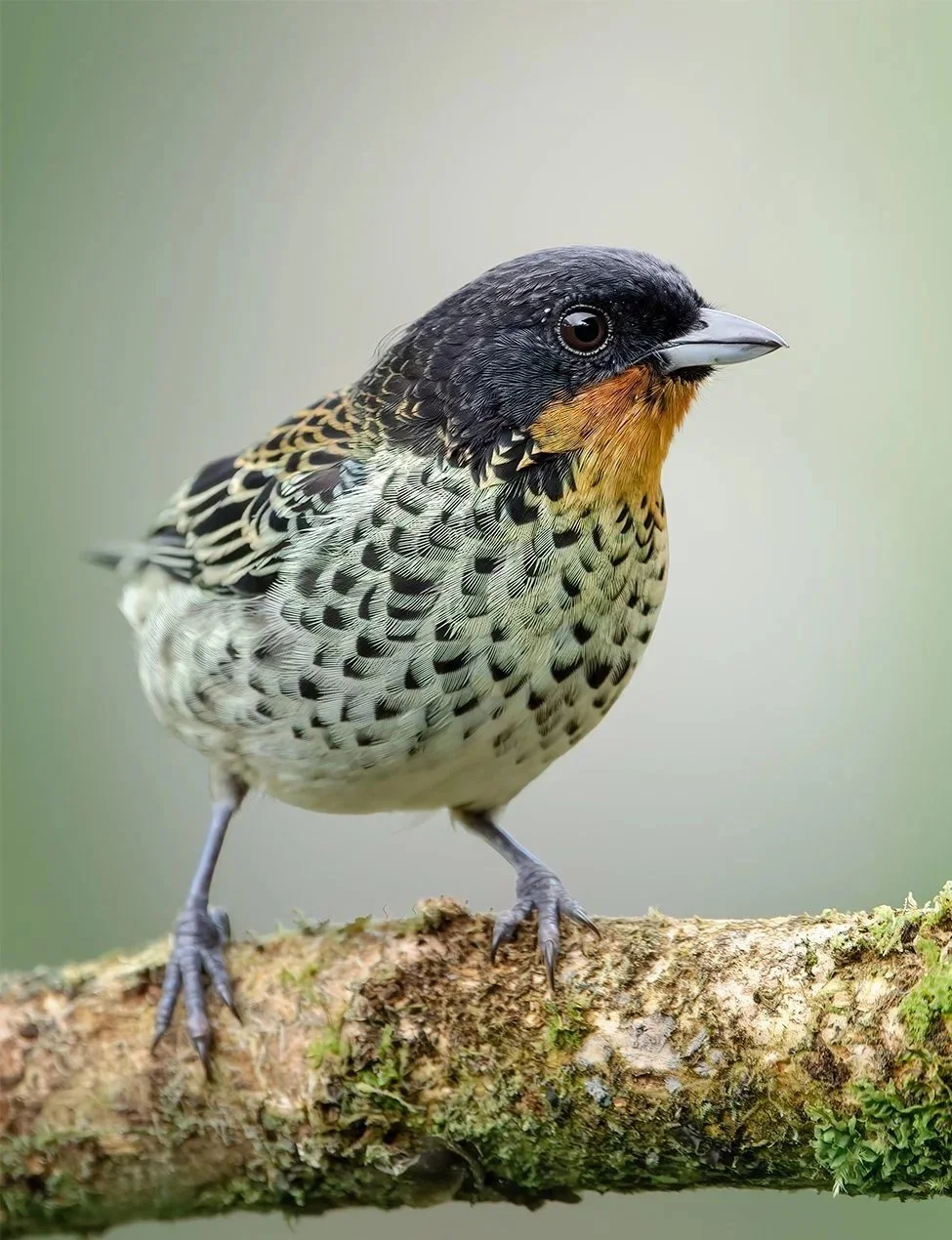 Rufous-throated+Tanager+%28Ixothraupis+rufigula%29.jpg