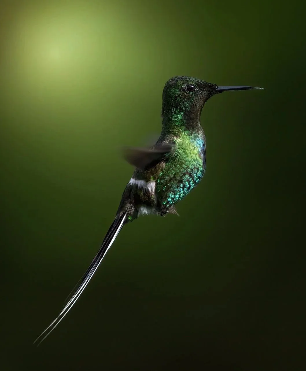 Green+Thorntail+%28Discosura+conversii%29.jpg