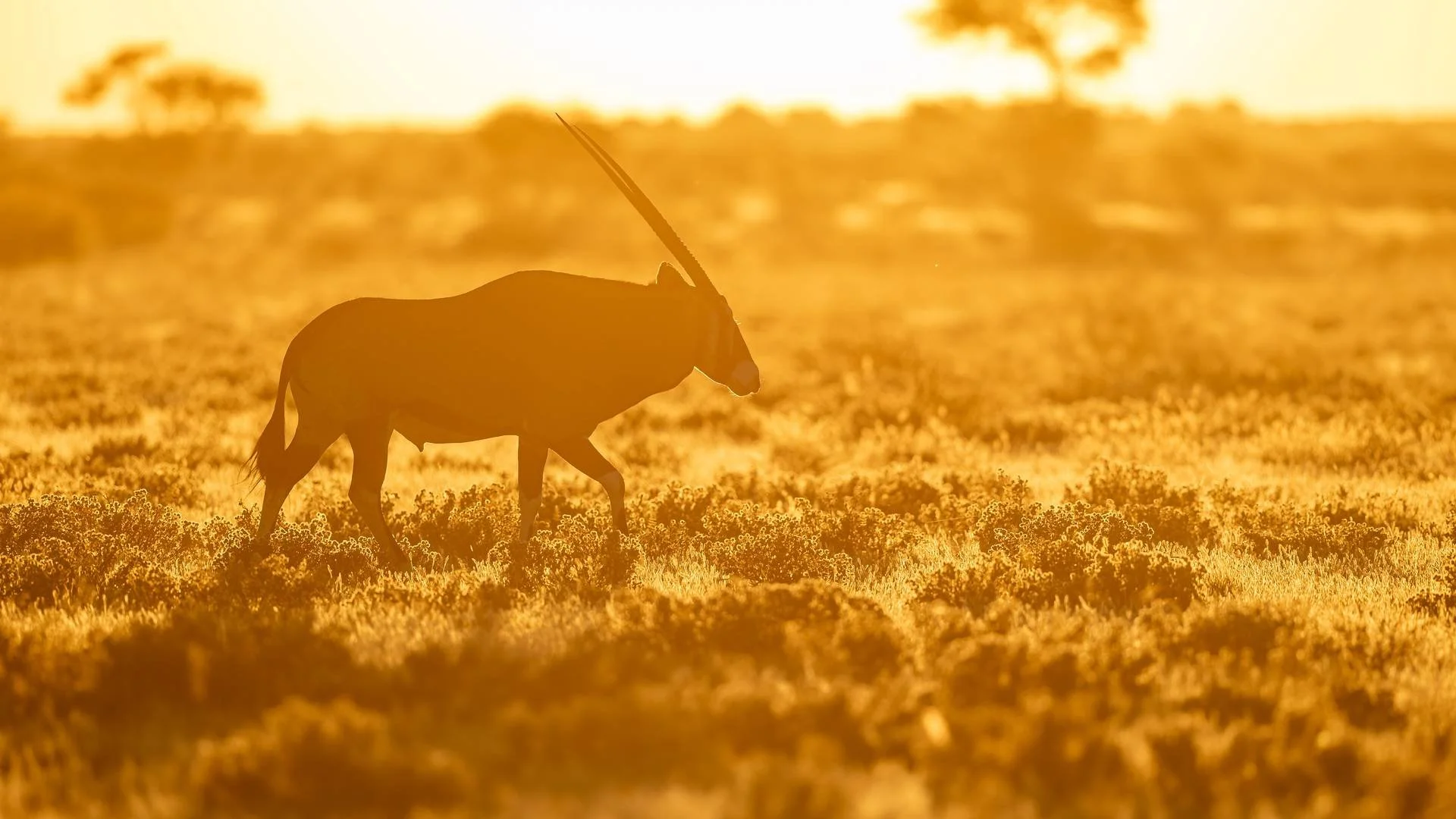 Charl's+Kalahari+Oryx+at+sunset-9f816c1d.jpg