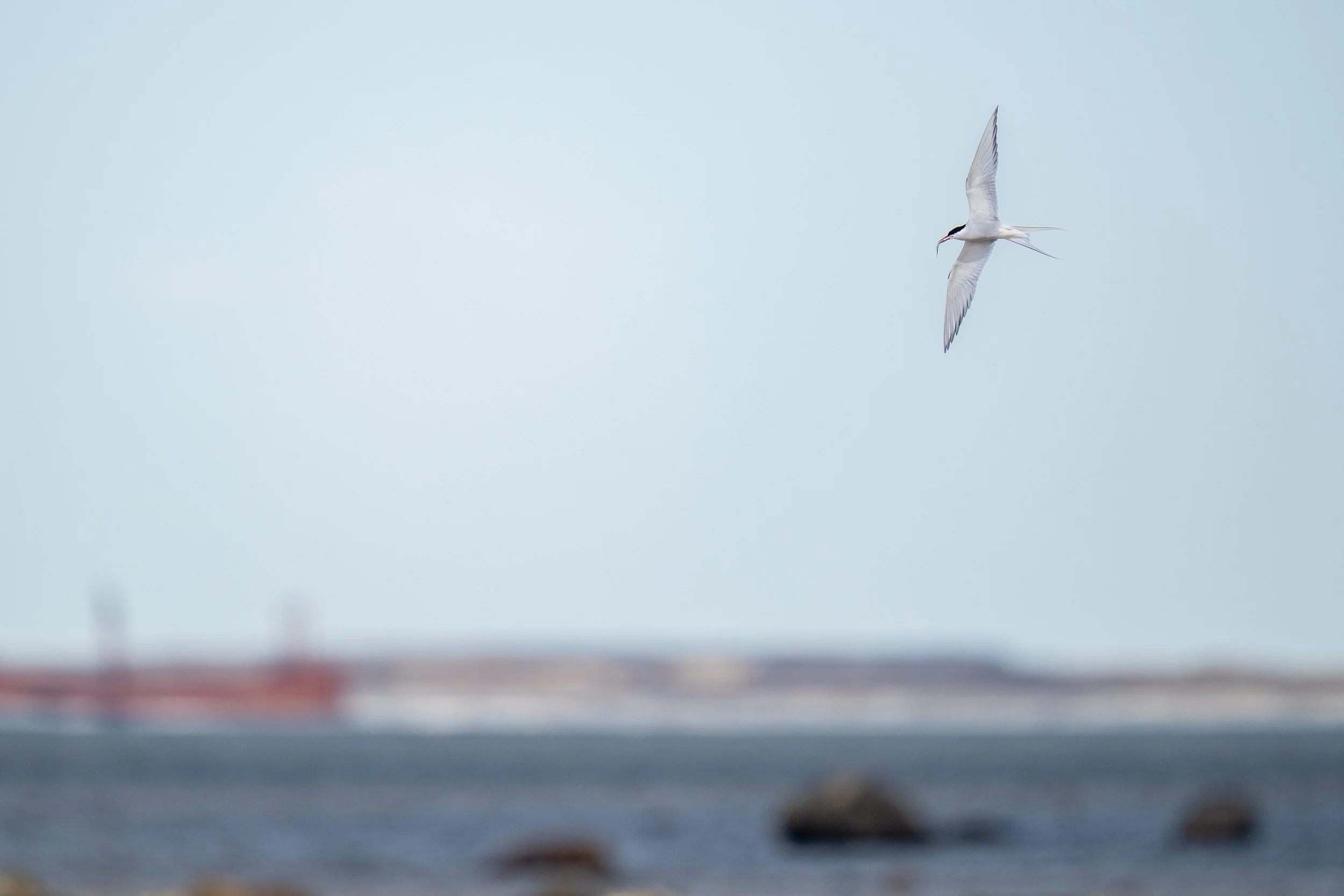 Arctic Tern in Flight Stygge Creek-6004.jpg