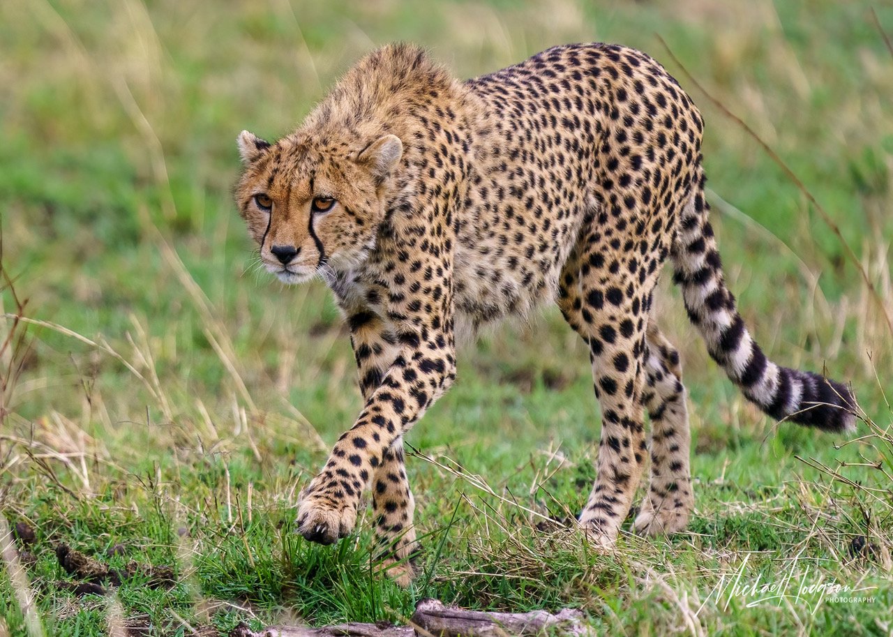 Maasai-Mara-2-273839-IG.jpeg